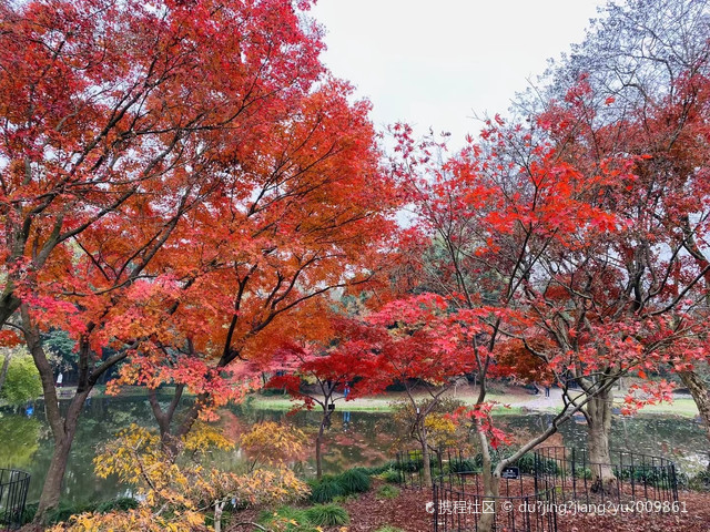 上海植物园的冬天景色非常美 早樱已经开了 枫叶还很红火 空气特别