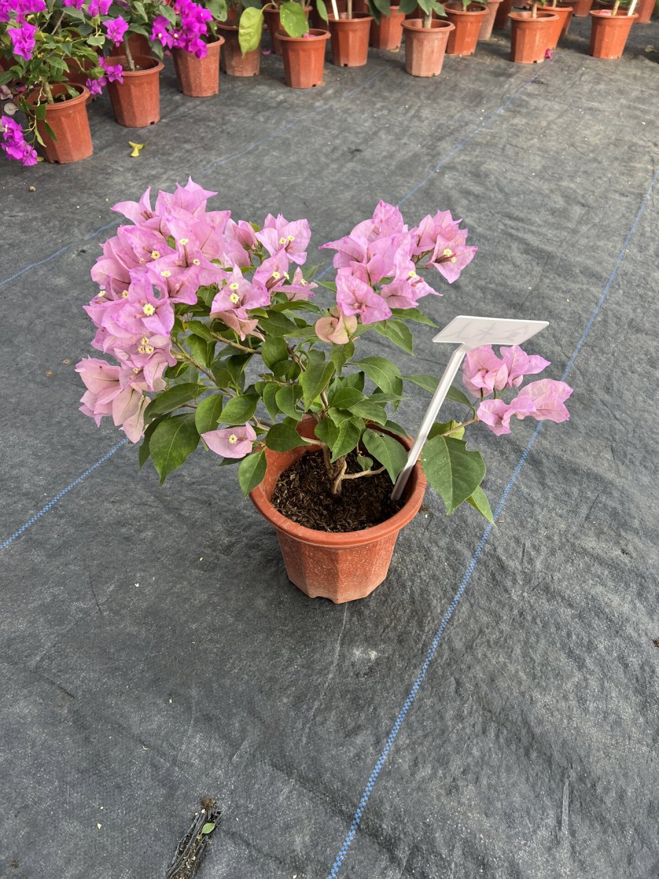 三角梅金夫人品种大花科勤花类单批花期4个 三角梅金夫人品种大花科勤