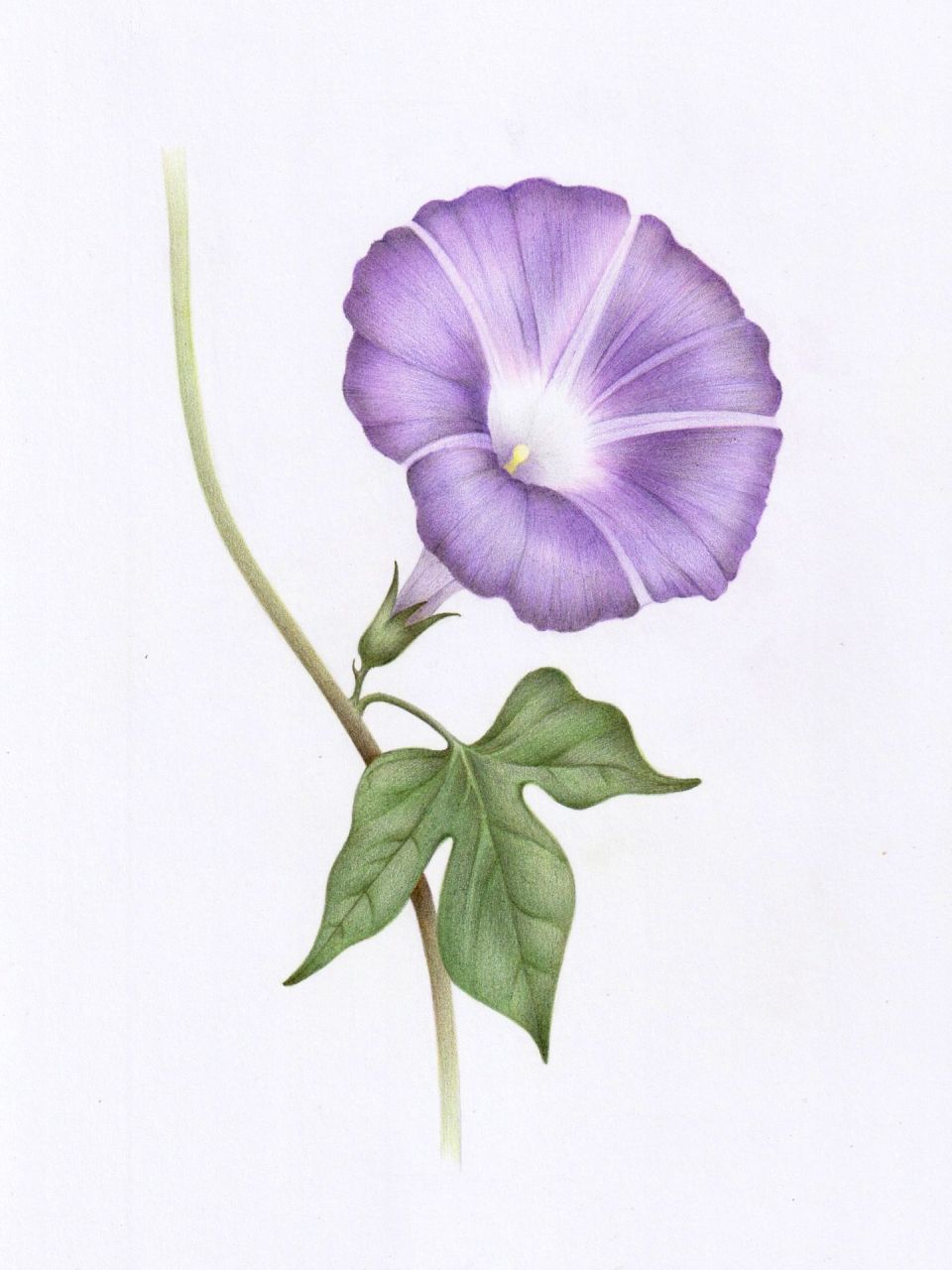 彩铅画|牵牛花朝颜(附步骤图) 临摹网络彩铅画 郭沫若《行路难》中曾