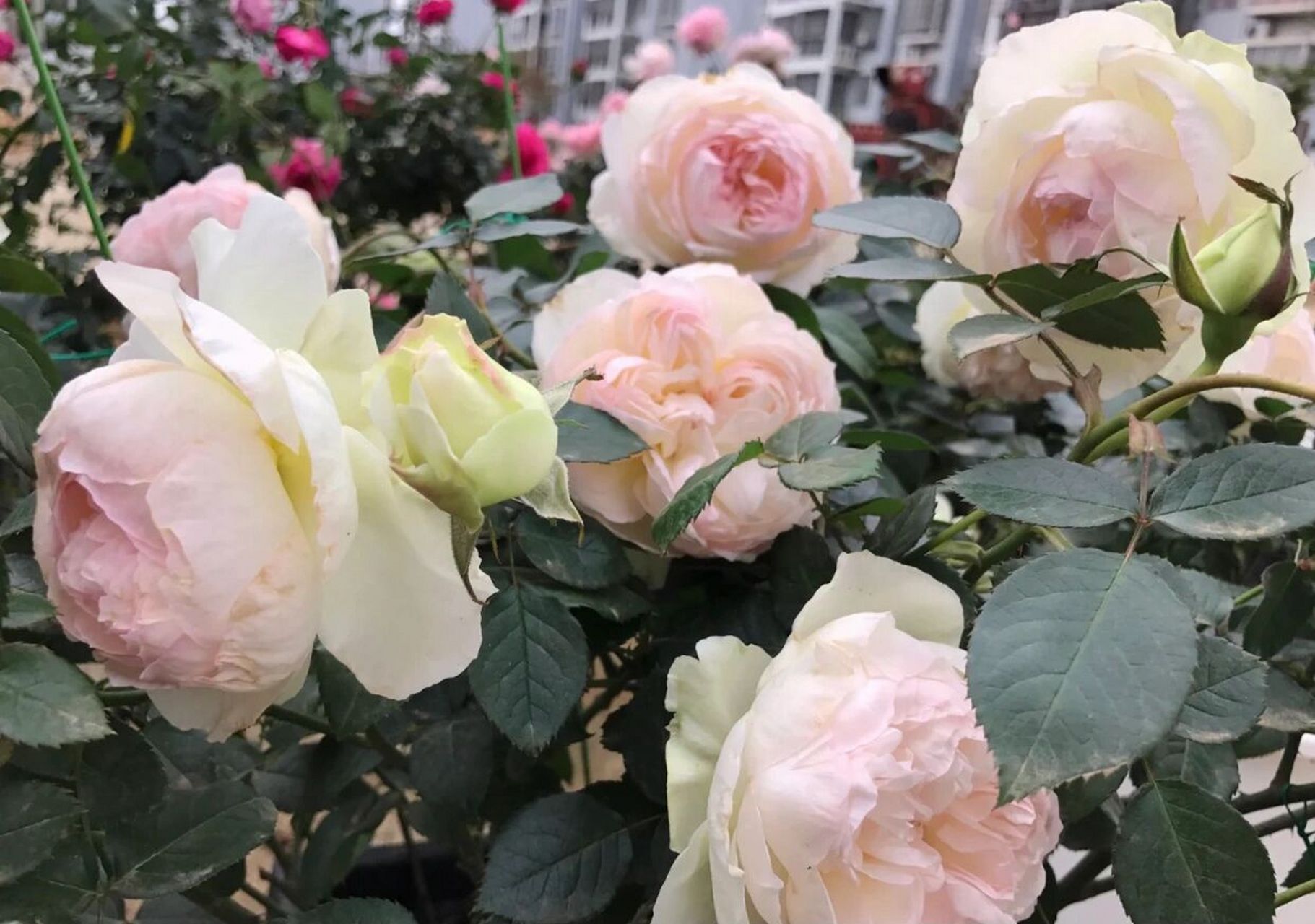 法国波莱罗月季优缺点分析欢迎补充 名称:	bolero 类型:	灌木 花期