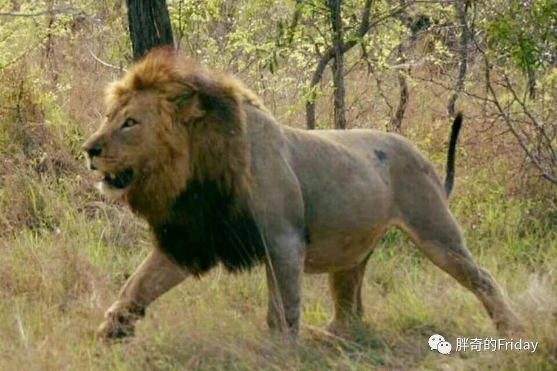 斯巴达狮群本来很安稳,秃尾巴也健康的成长起来.