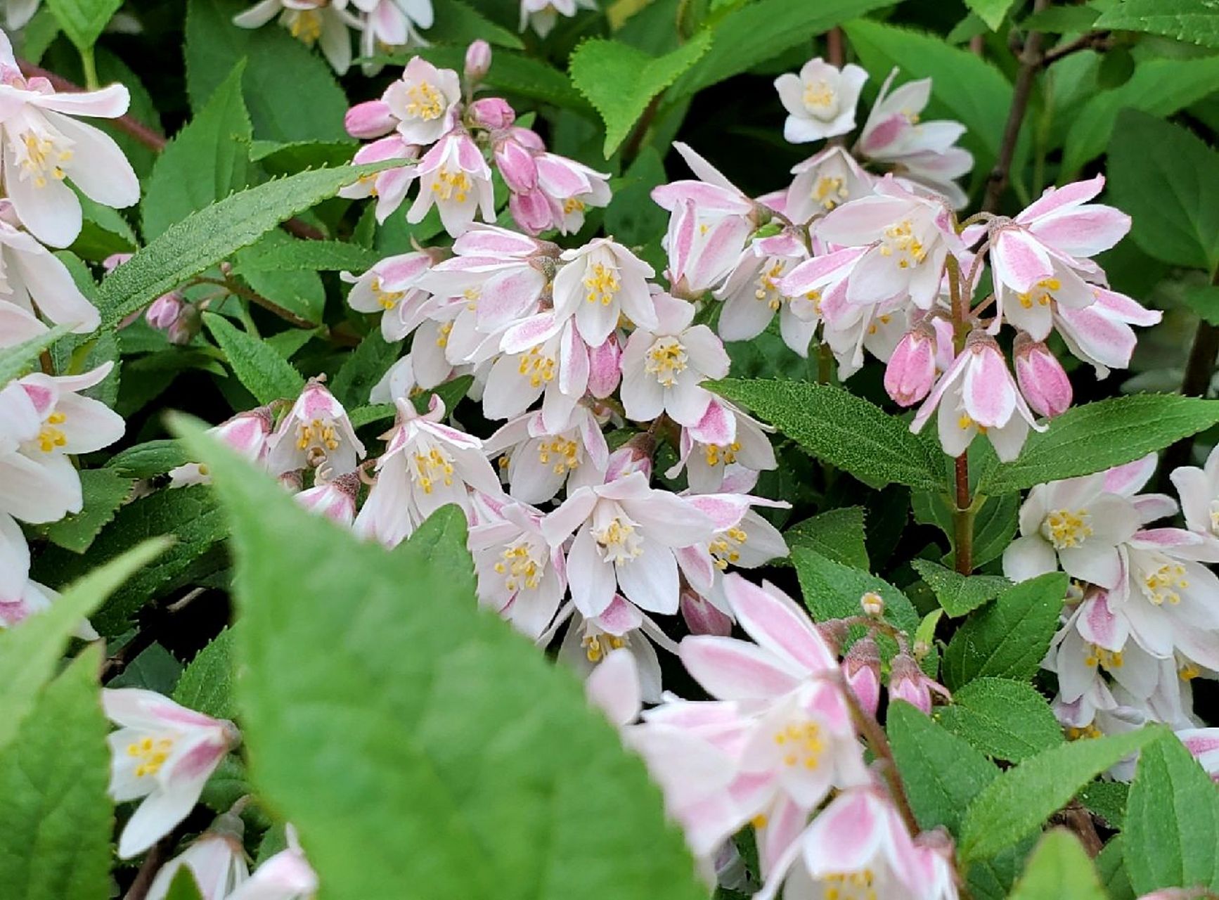 雪樱花——花池边垂吊的小小花瀑布 溲疏雪樱花,雪绒花都是偏小型的