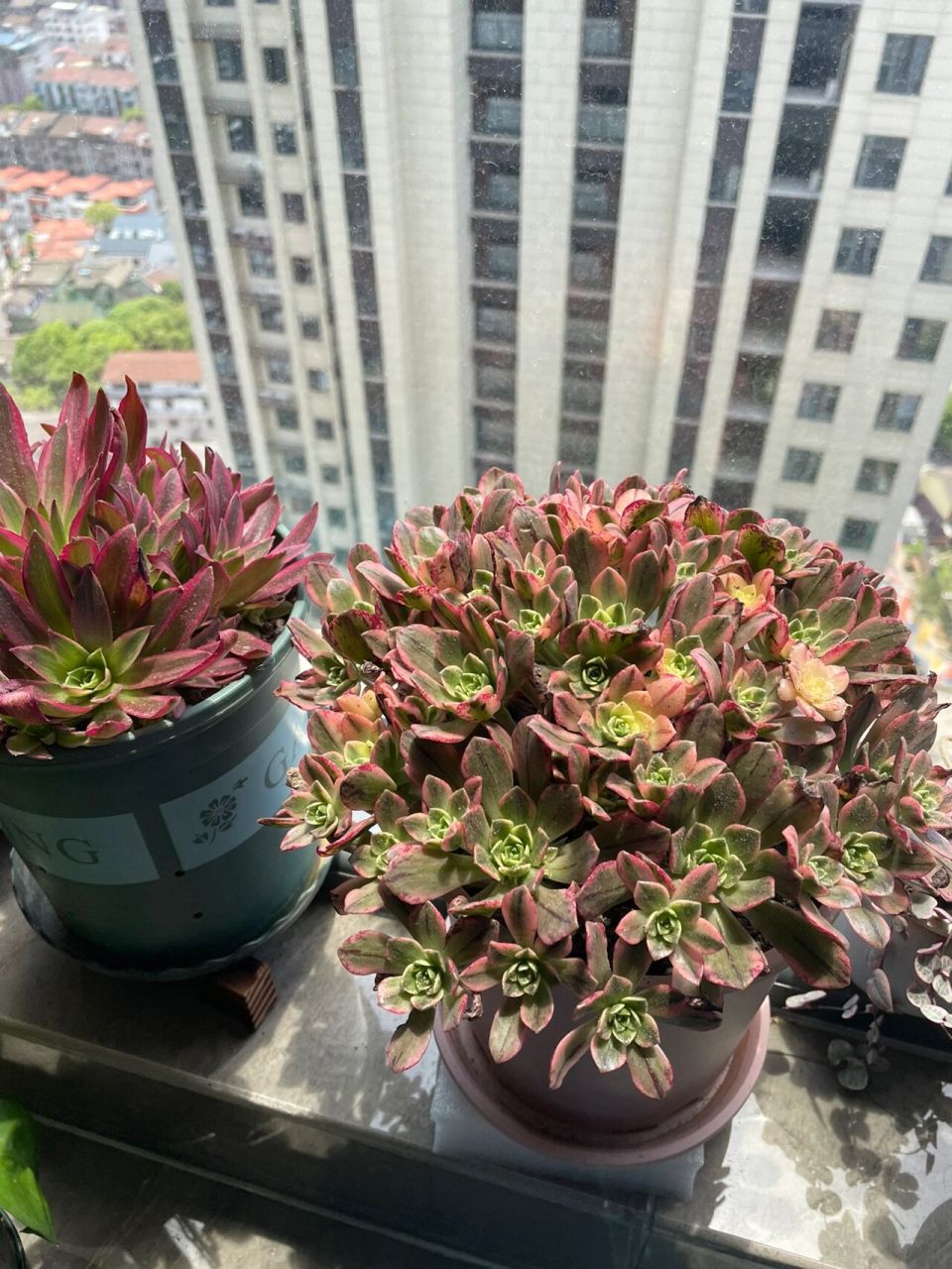 小甜茶法师 年度最爱 养花人喜新不厌旧 春节在家看直播突然就迷上了