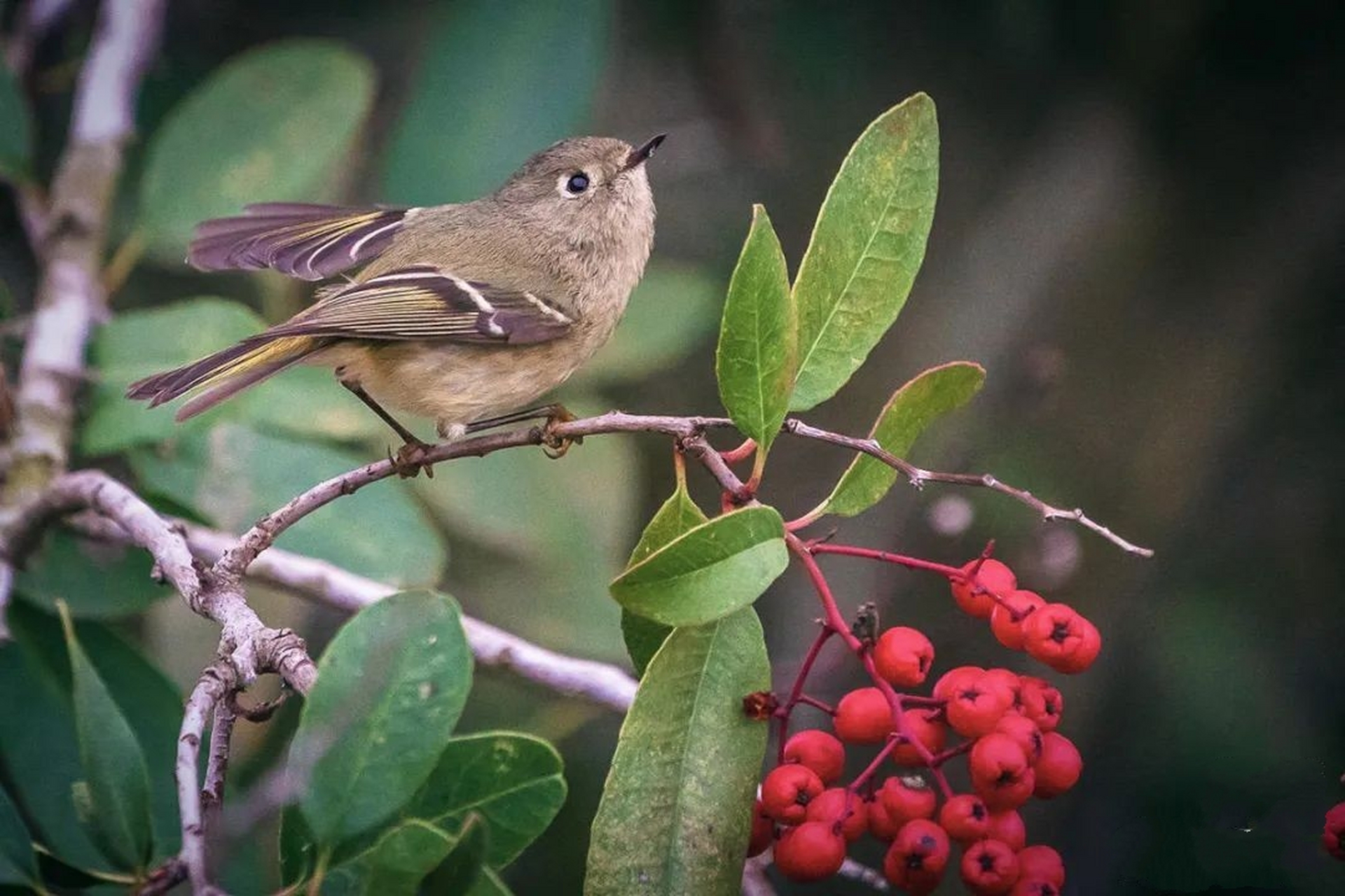 红冠戴菊 红冠戴菊(学名:corthylio calendula):鸟纲,戴菊科动物.