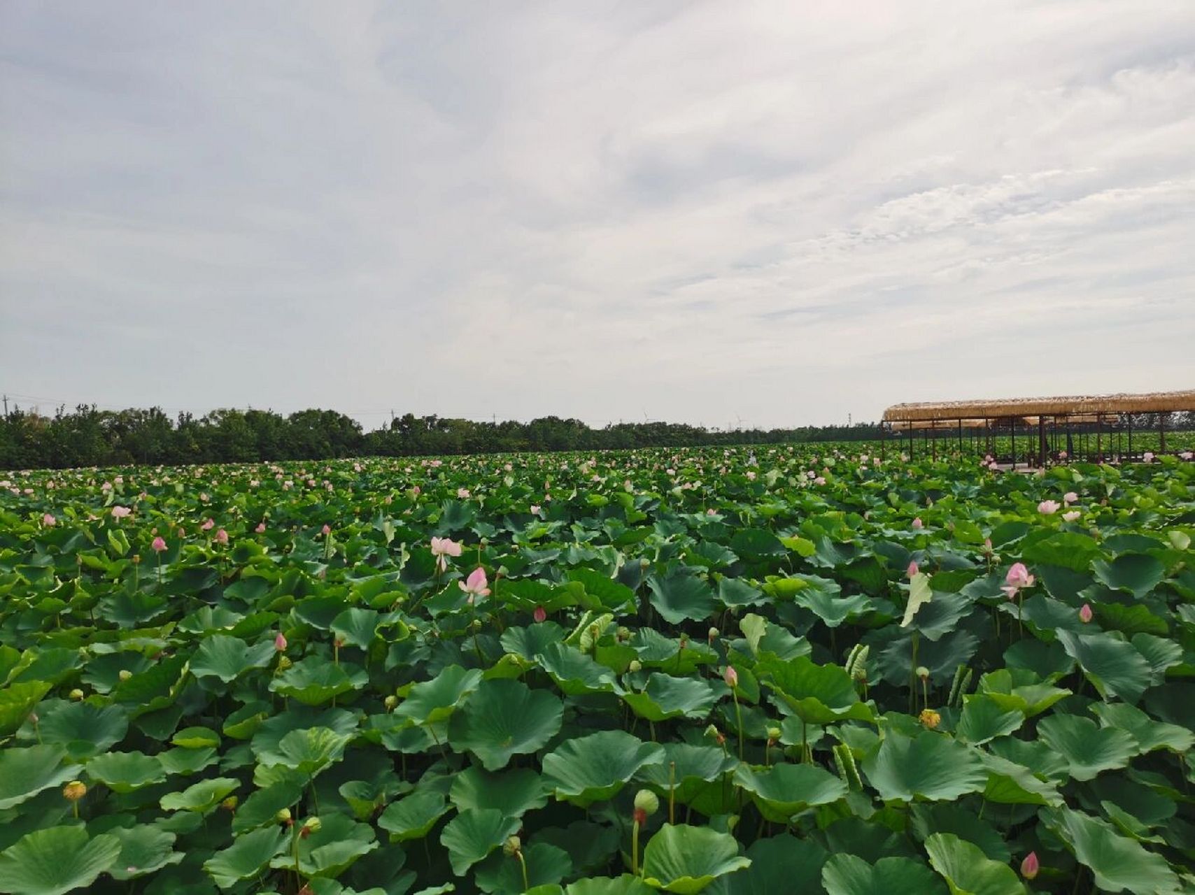 兴化万亩荷塘 万亩荷塘位于泰州市兴化市千垛镇境内,面积共1.
