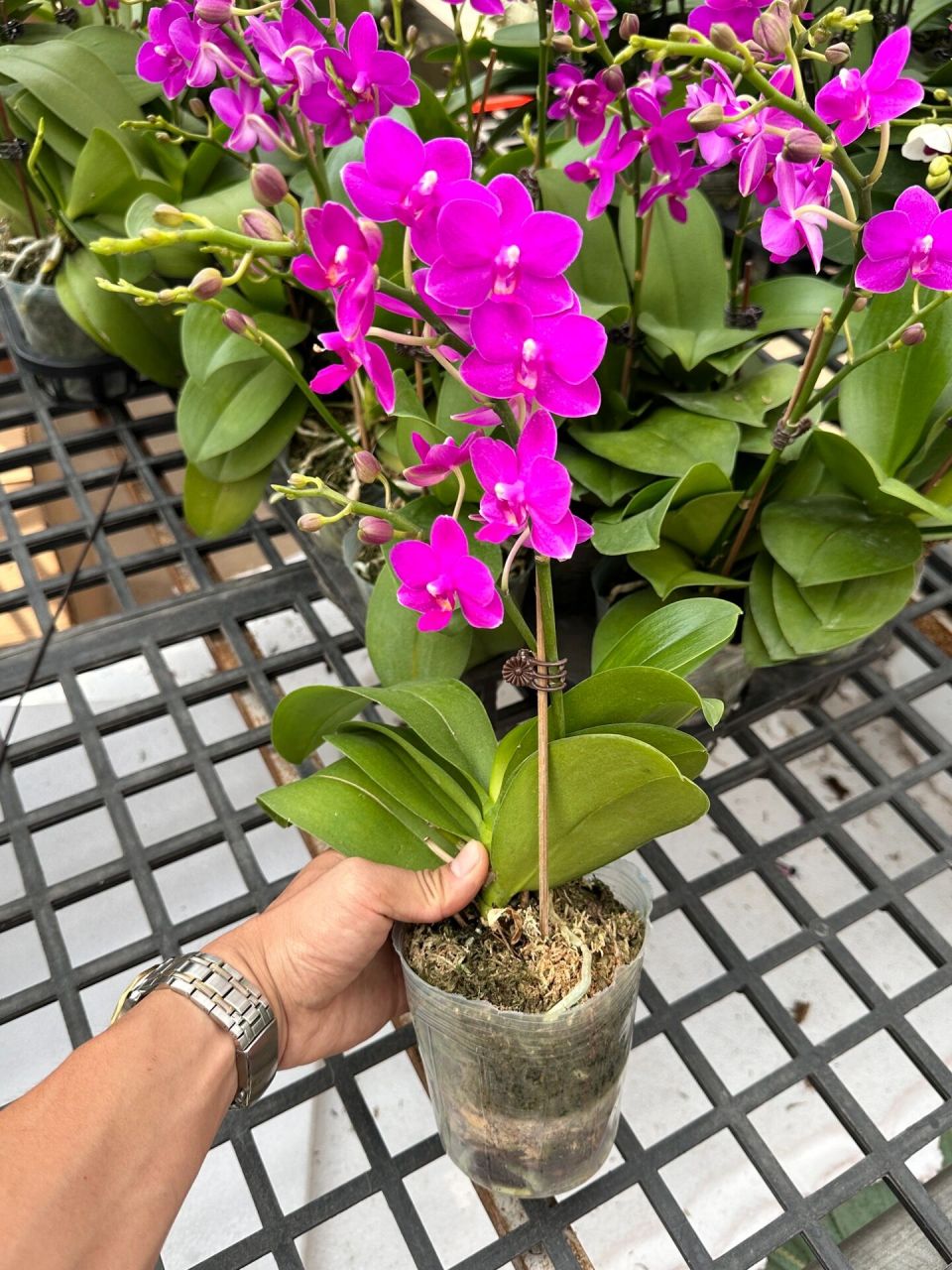 8寸超大紫葡萄蝴蝶兰～ 见过这么大规格的紫葡萄吗～新品种开花～一个