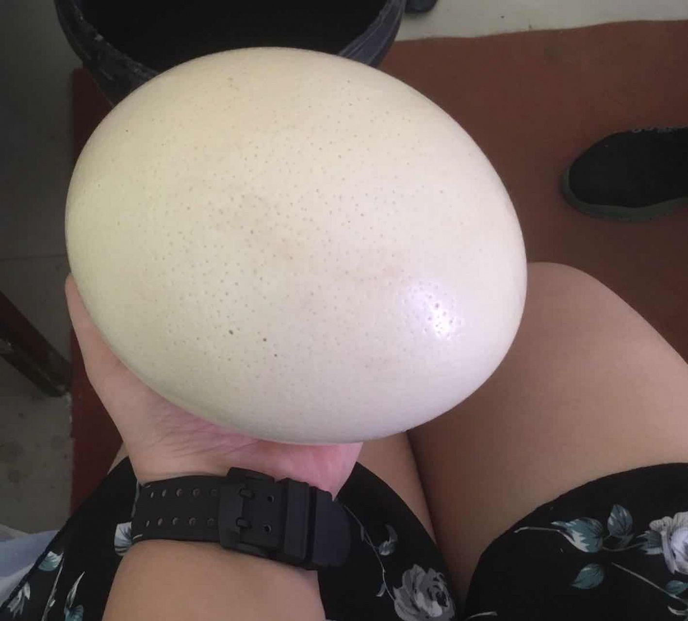 鸵鸟蛋 ,参照物对比一下就知道有多大了