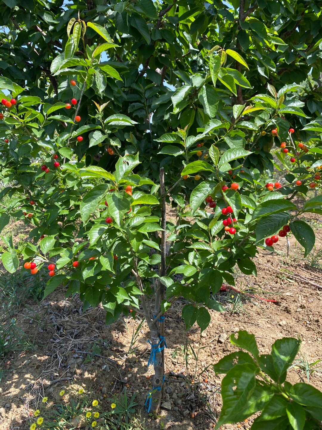 三棵小樱桃树从花开到果子成熟图片