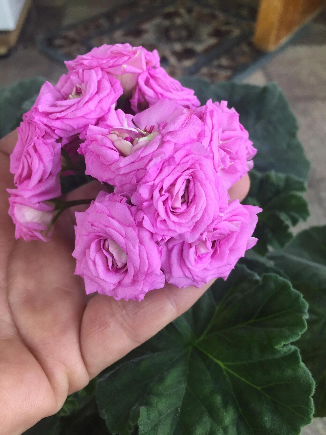 出俄罗斯新品天竺葵 出一棵双头俄罗斯杂交兽系天竺葵-梅尔森2,超级