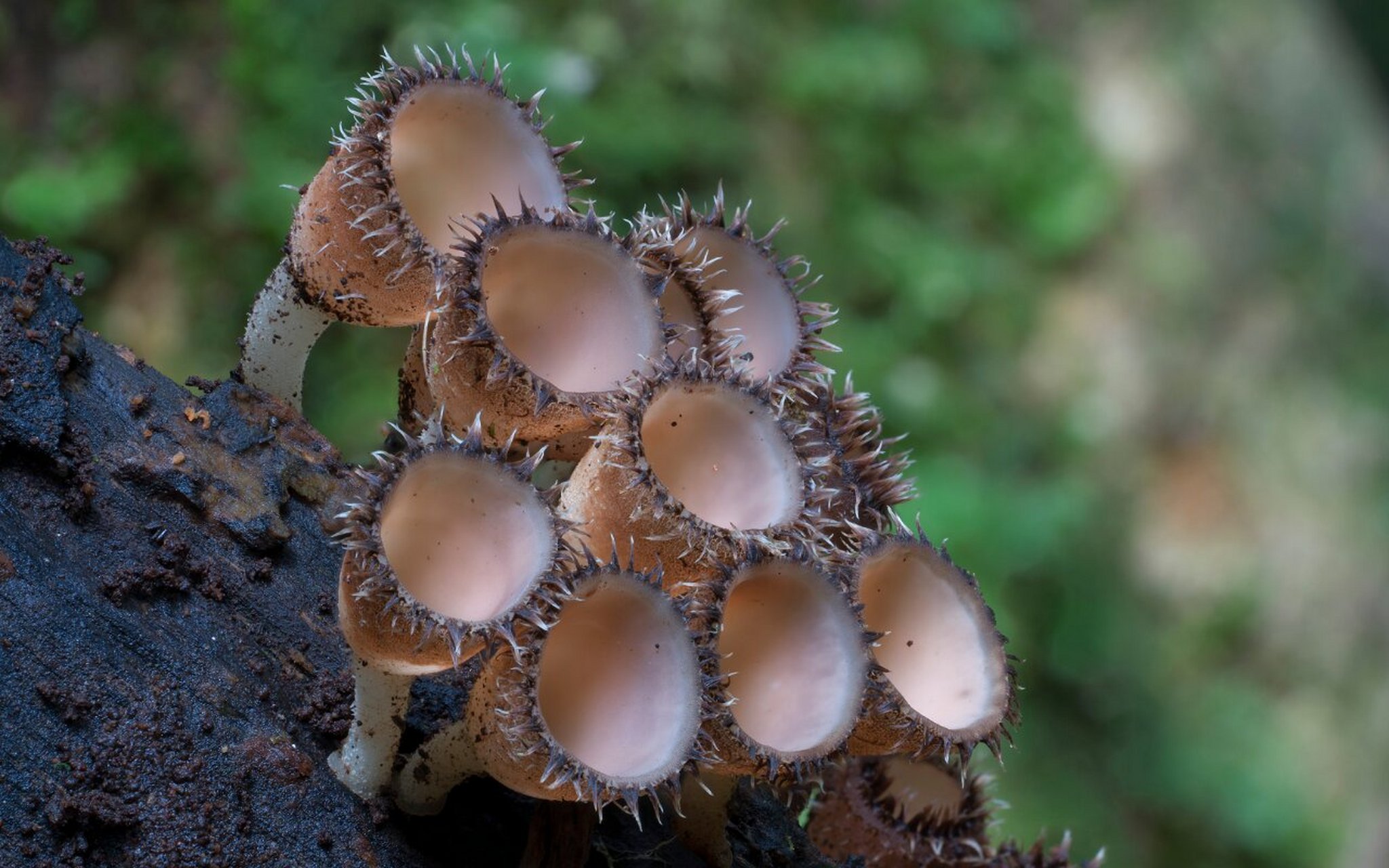 超可爱的毛茸茸蘑菇 毛杯菌屬0202cookeina 其成员可能存在于全