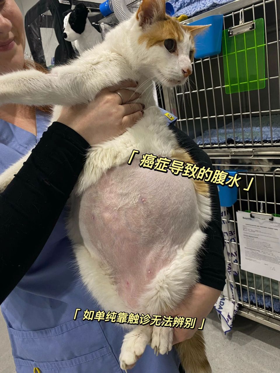腹水=猫传腹❓澳洲兽医如何诊断猫传腹 上篇 貓腹水的成因很多,當中