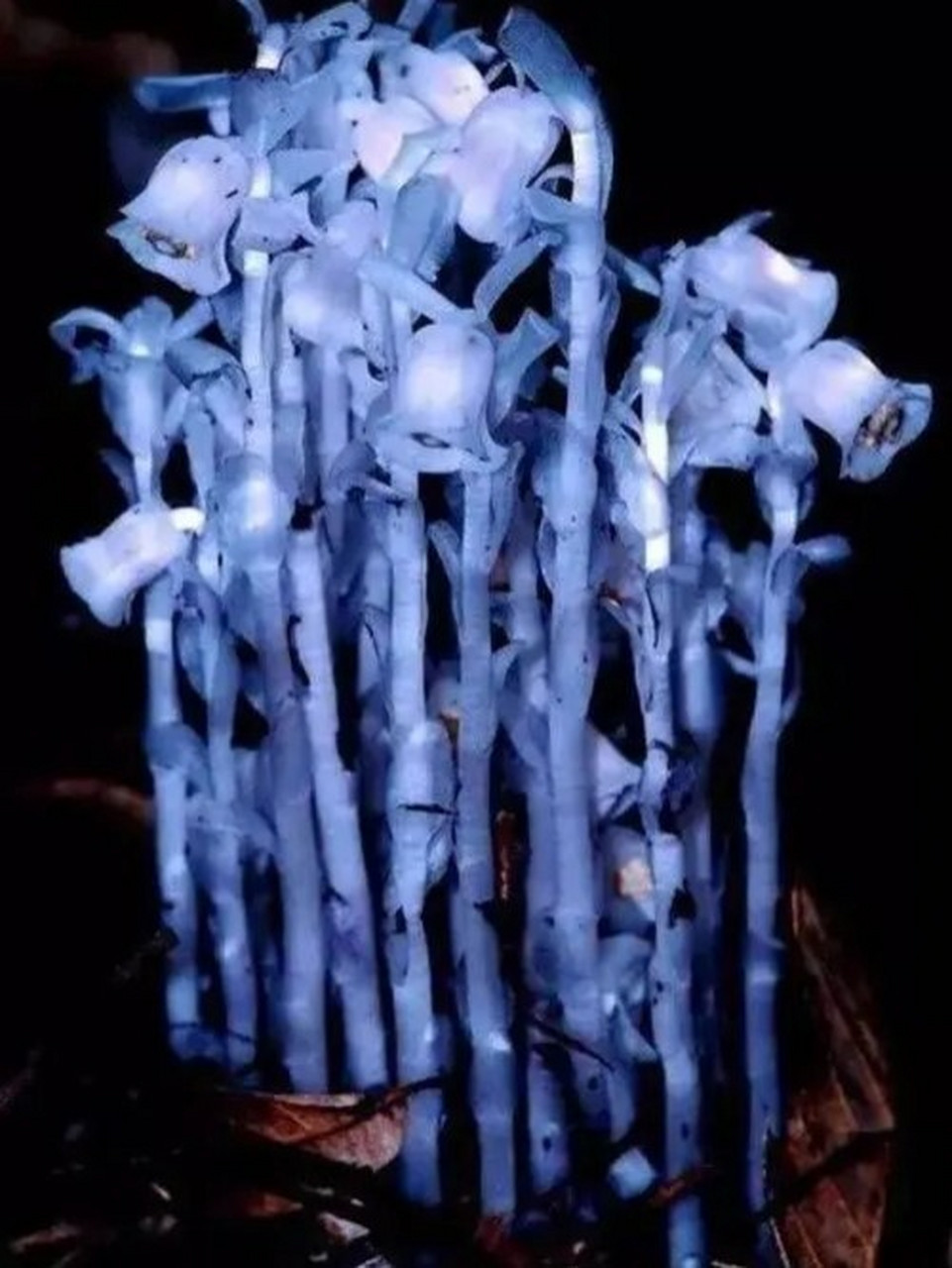 十大冥界之花 其三 水晶兰 花语:真诚无害,脆弱无城府 美丽之精灵