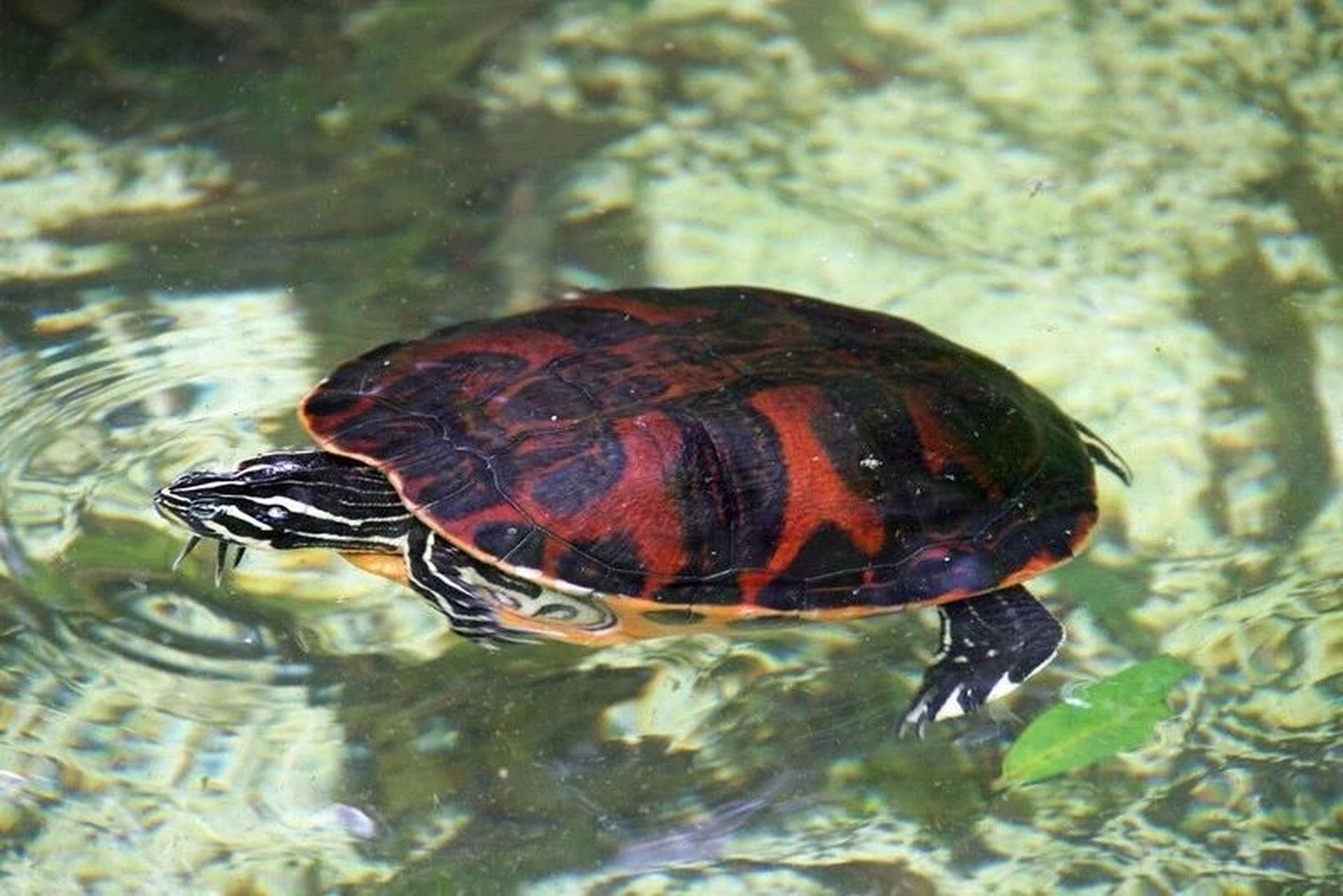 火焰龟丨浴烈焰而出的"巴西脸" 火焰龟学名:pseudemys nelsoni,鸡龟