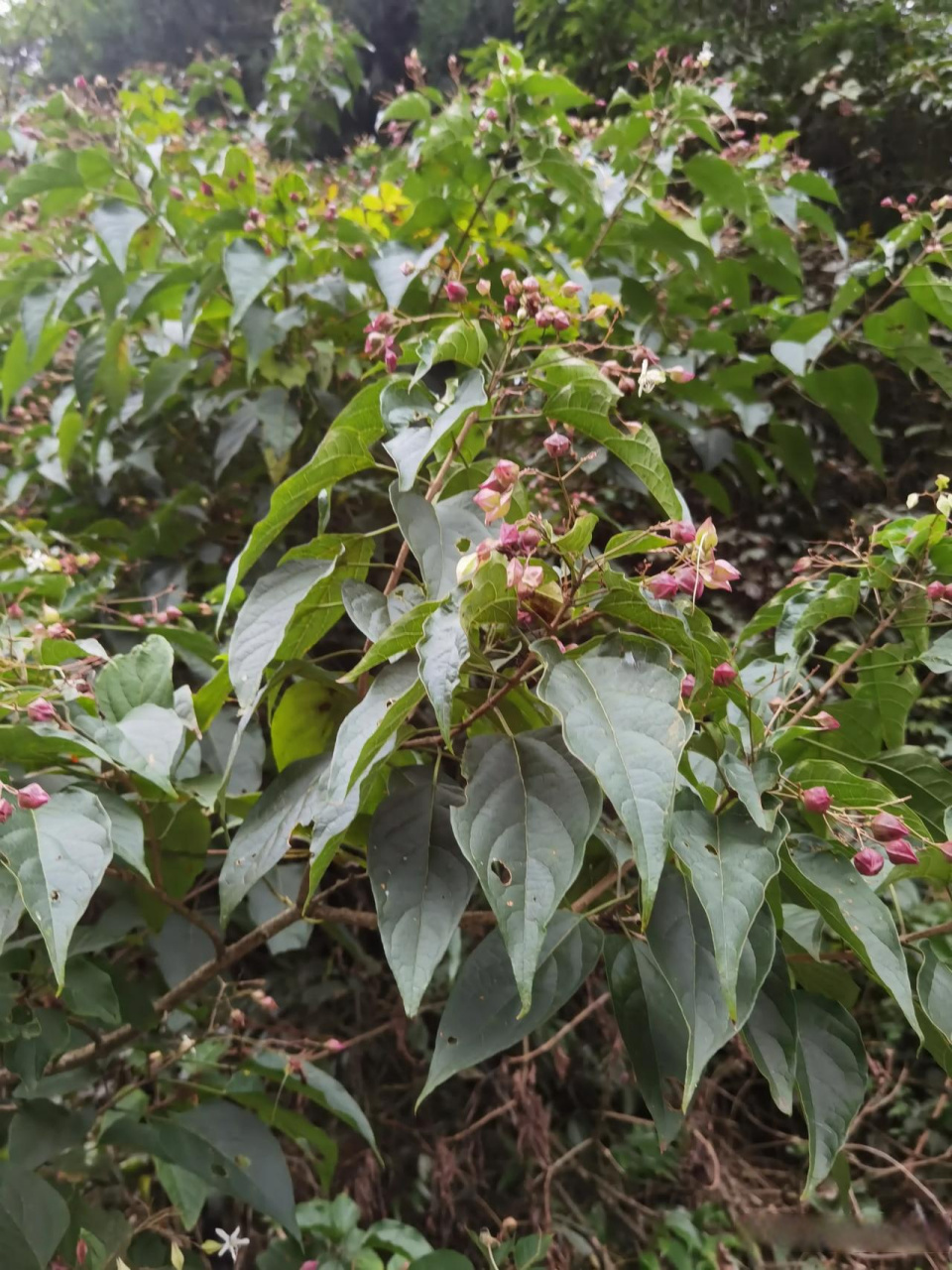 城市观察员  海州常山是一种大型灌木,以其芬芳扑鼻的花朵,美丽的秋叶