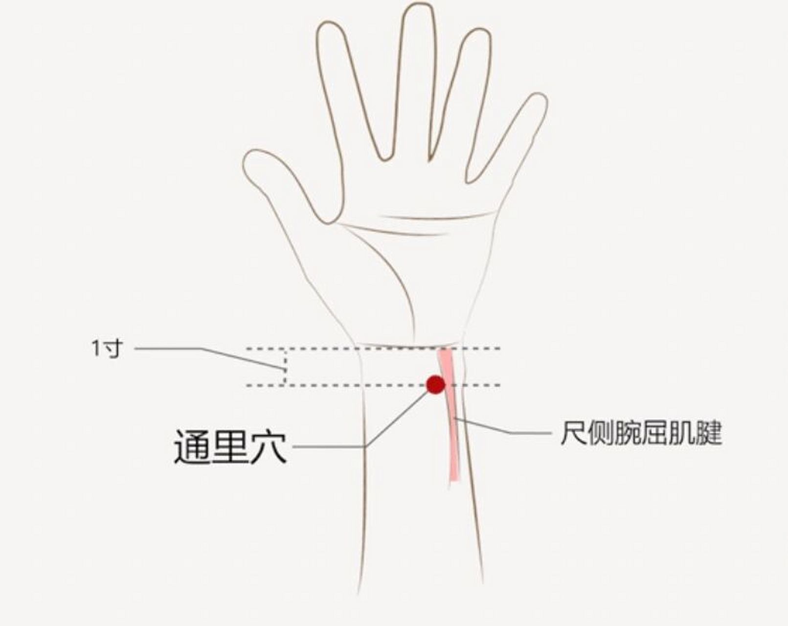 定位:在前臂前区,腕掌侧横纹上1寸,尺侧腕屈肌腱的桡侧缘