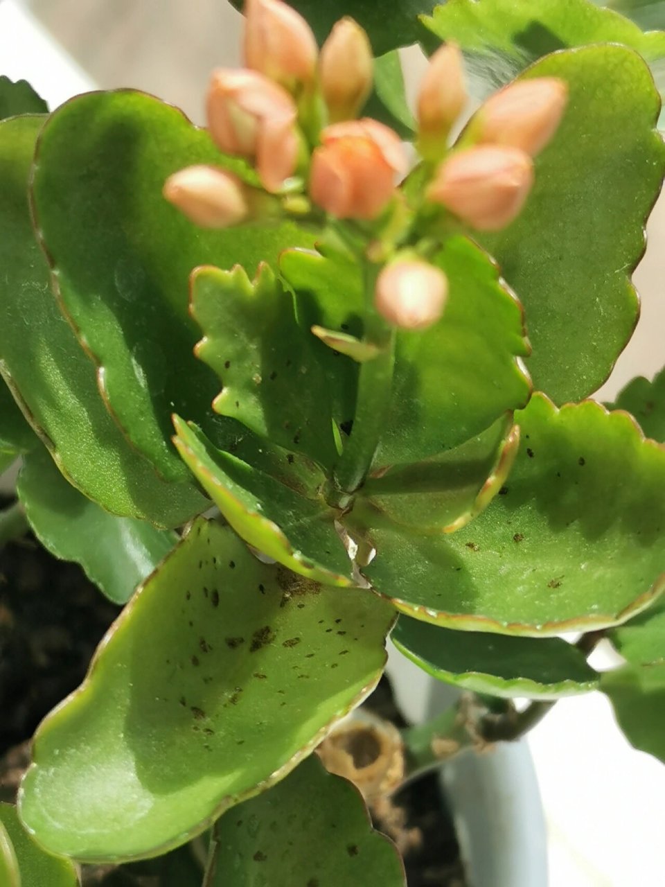 长寿花叶片长黑点 求大神帮忙看一下,最近发现我这盆长寿花的叶子有小