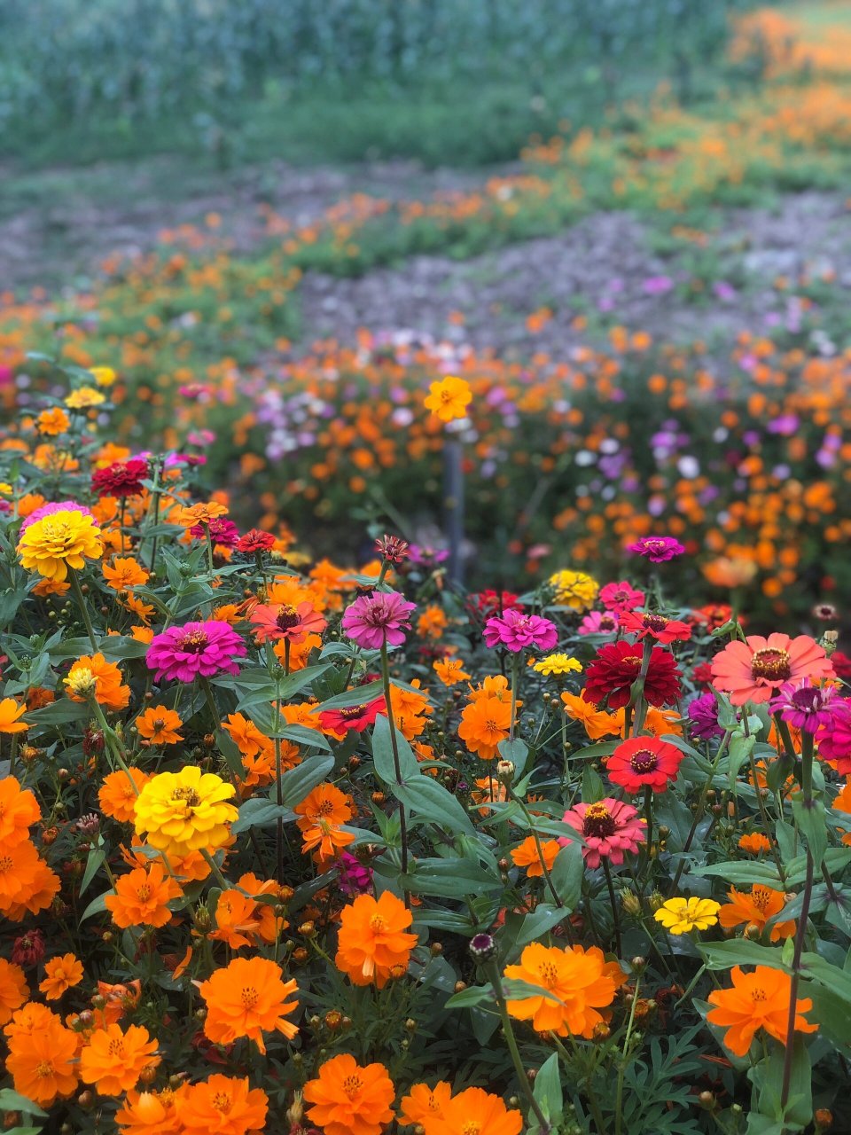 七都散步的花海推荐 在吟州去往七都大草坪的路上 河边有一条很多绿植