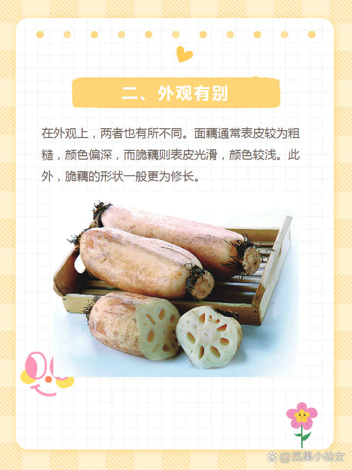 面藕和脆藕的区别