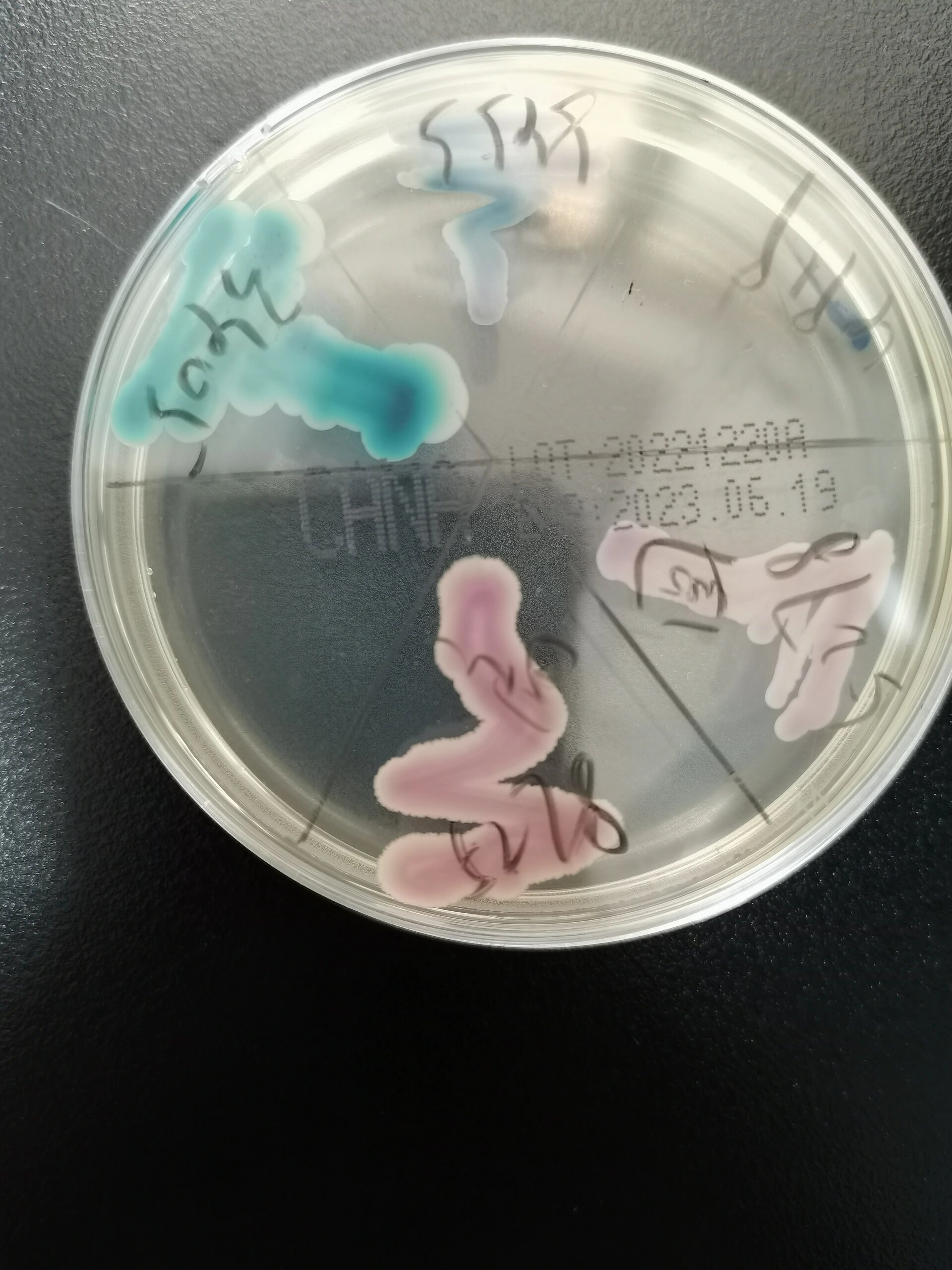 笔记22:克柔念珠菌吐温80玉米培养镜下形态 5278号,显色培养基显色为