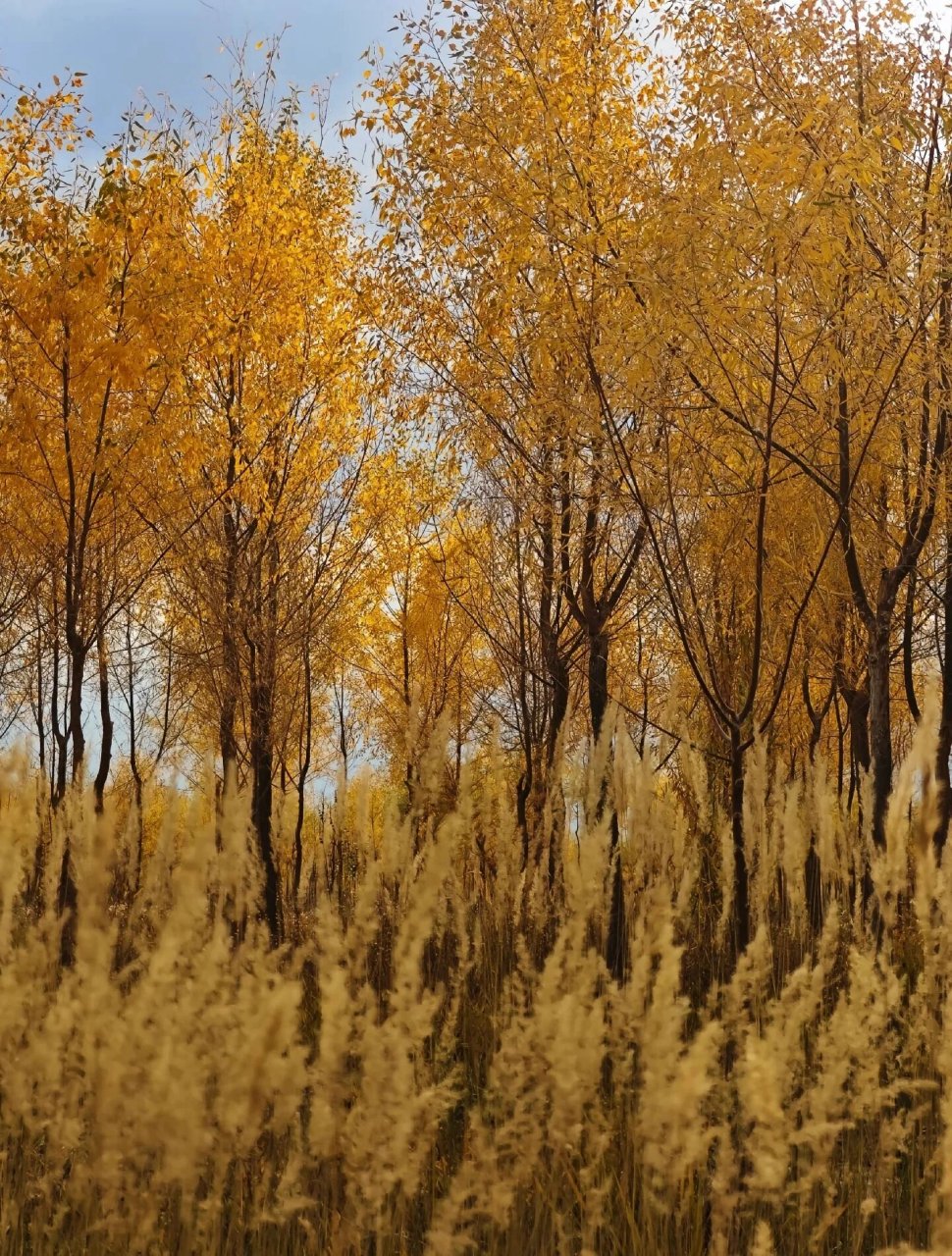 张掖打卡-奥林匹克森林公园 张掖奥林匹克森林公园的胡杨林风光,享受