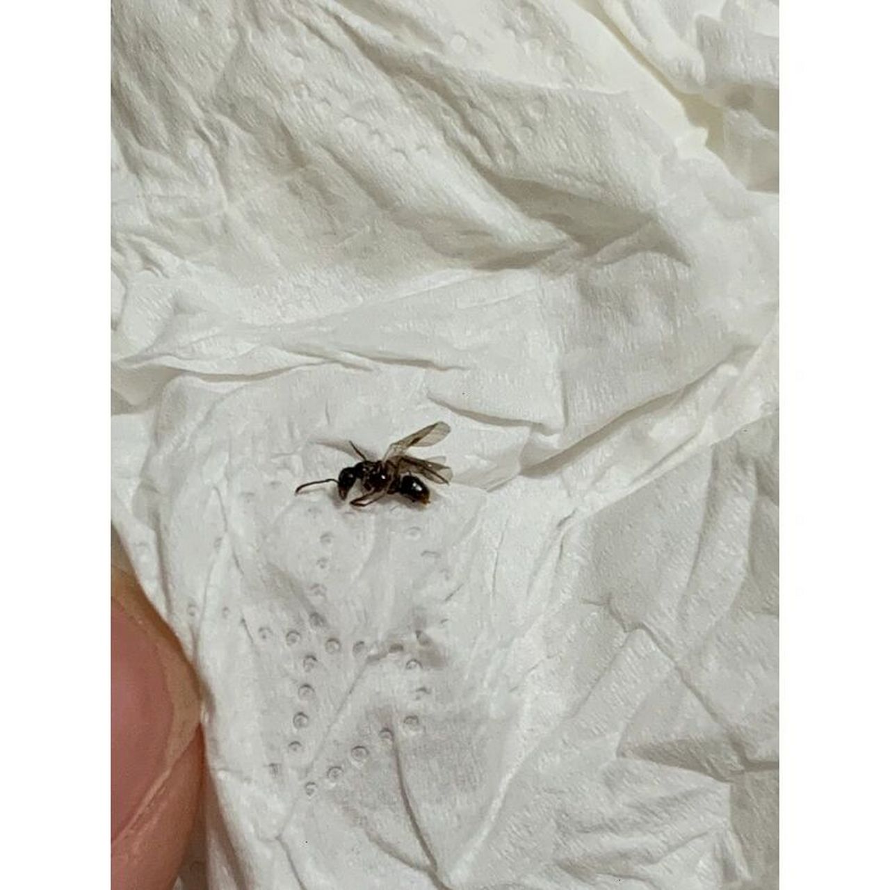 家里突然出现好多这种带翅膀的蚂蚁 这是白蚁吗,在床上发现好几只了