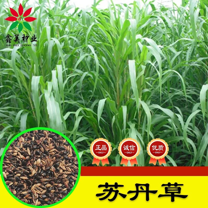苏丹草种子 牧草种子
