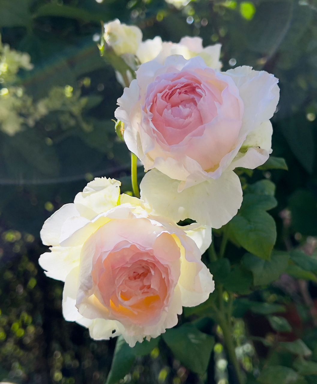 佩尔朱克月季 被誉为小仙女的佩朱,从有花苞到开花时间有点长哦!