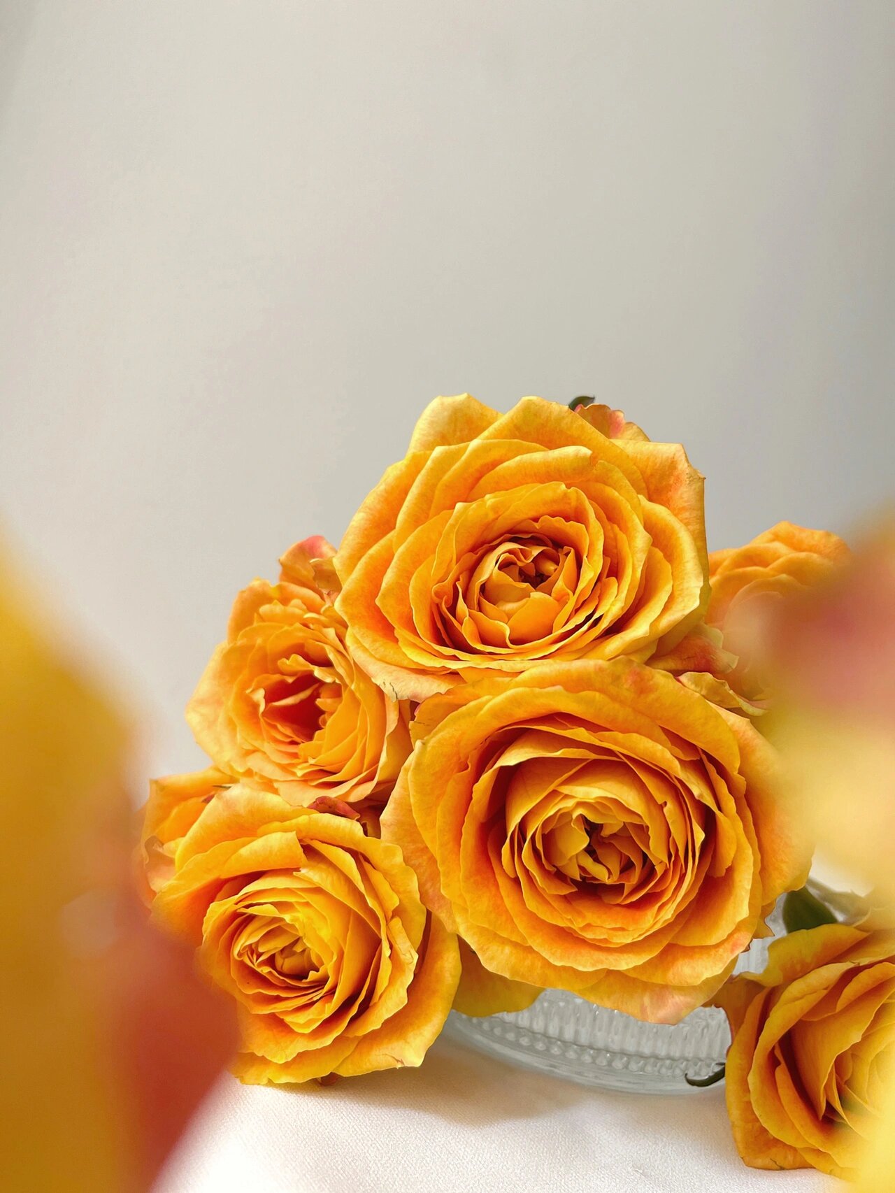 94鲜花中"爱马仕"欢乐颂玫瑰|附养护方法6015 94欢乐颂玫瑰