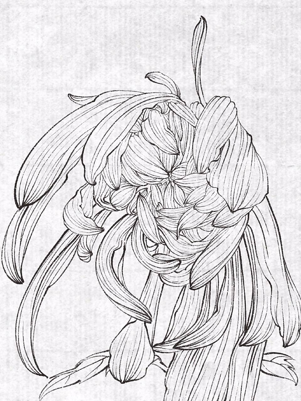 植物绘录|白描-线描-菊花 好久没画菊花了,手生了点 素材