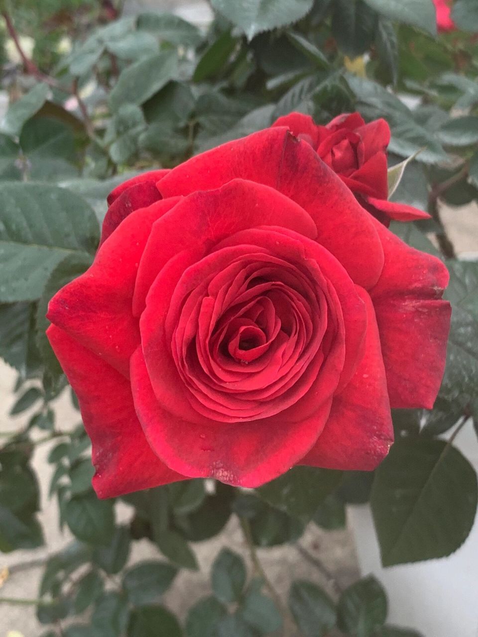 玫瑰先生月季 玫瑰先生赶在速冻模式前开了,实物颜色比图片更好看.