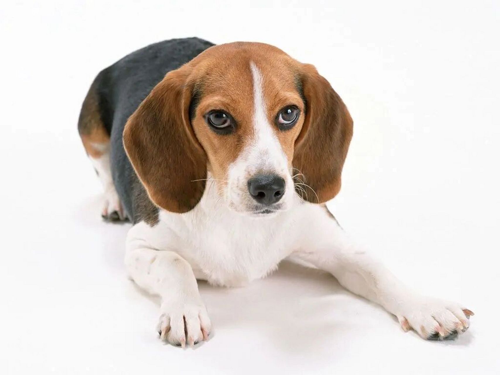比格犬——实验用犬 比格犬是一种中型犬,原名米格