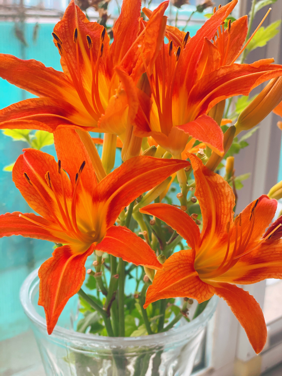 百合有粉色,白色,黄色百合,但是很少有人知道,其实百合还有橙色百合