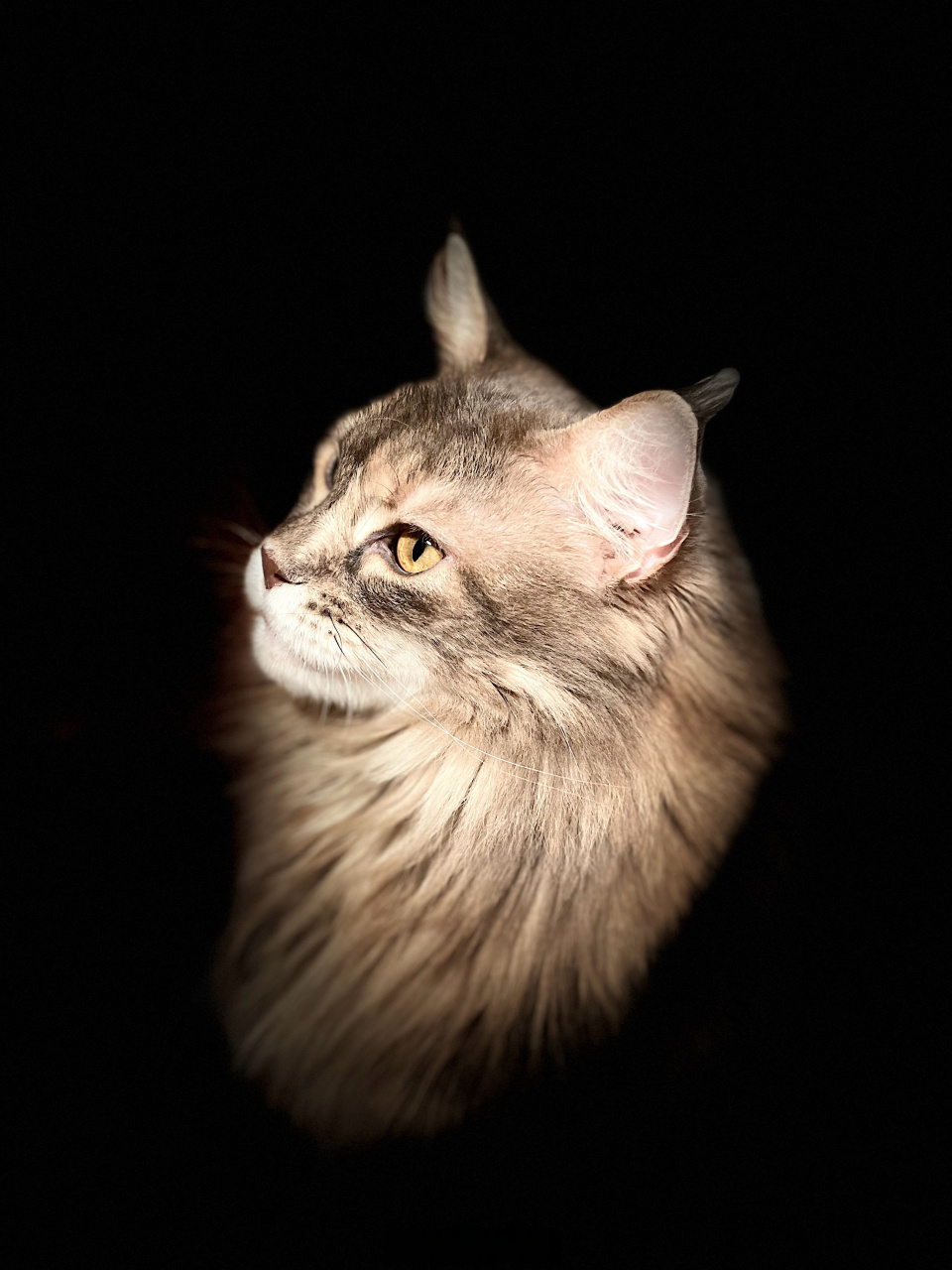 小不点儿 ——2023-08-18 #喵星人##原创##反盗图##随手拍##手机摄影