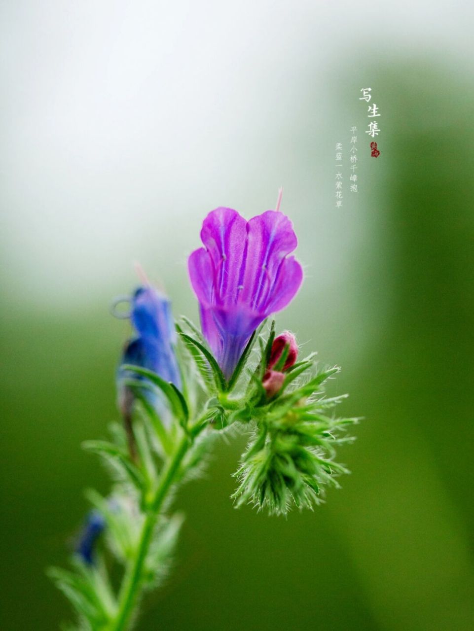 蓝蓟|写生集|六月的花 【花语】 蓝蓟的花语是老天保佑.