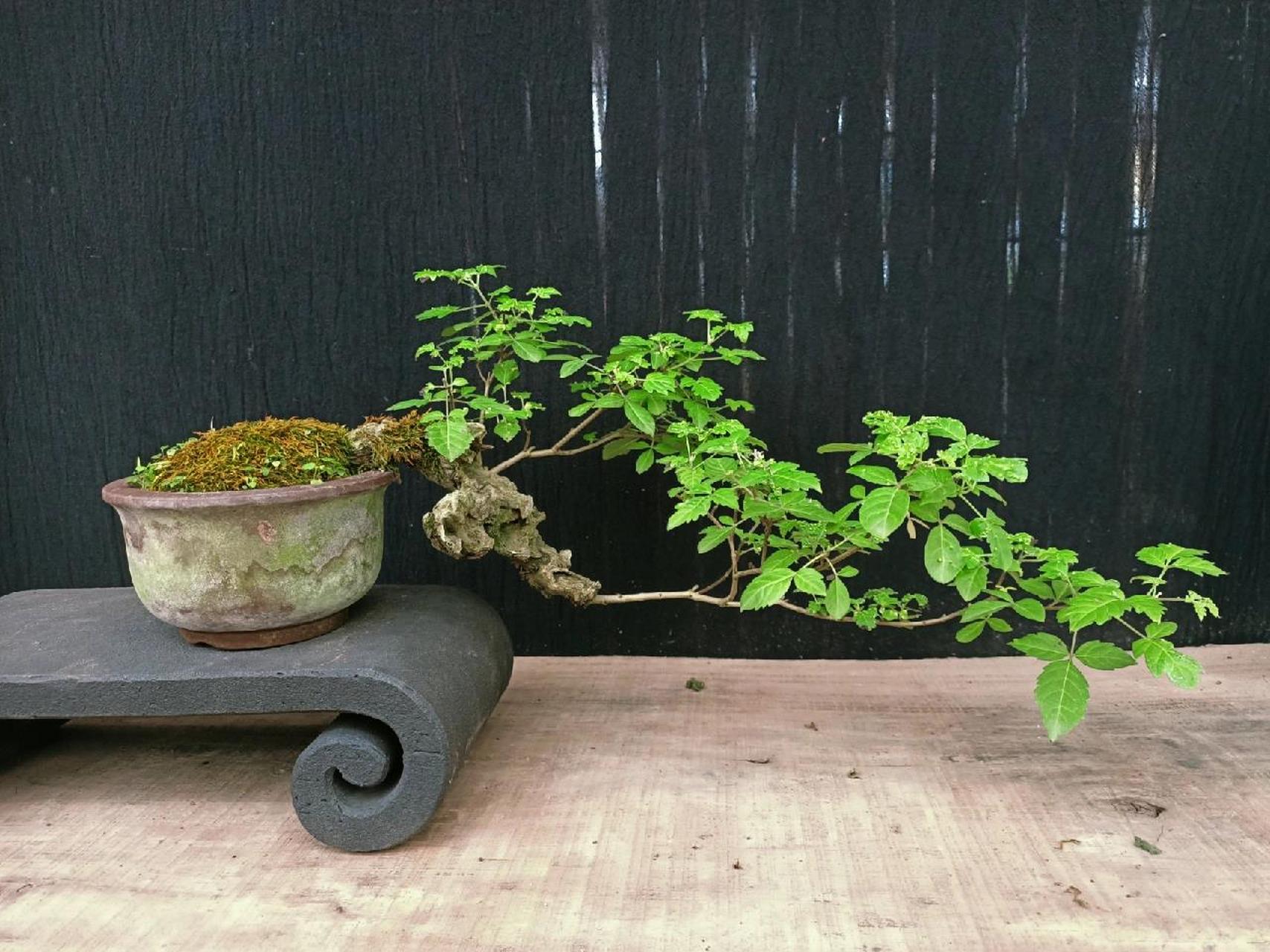 植言植语～黄荆 黄荆盆景.黄荆谐音黄金.寓意招财进宝,富贵满堂!