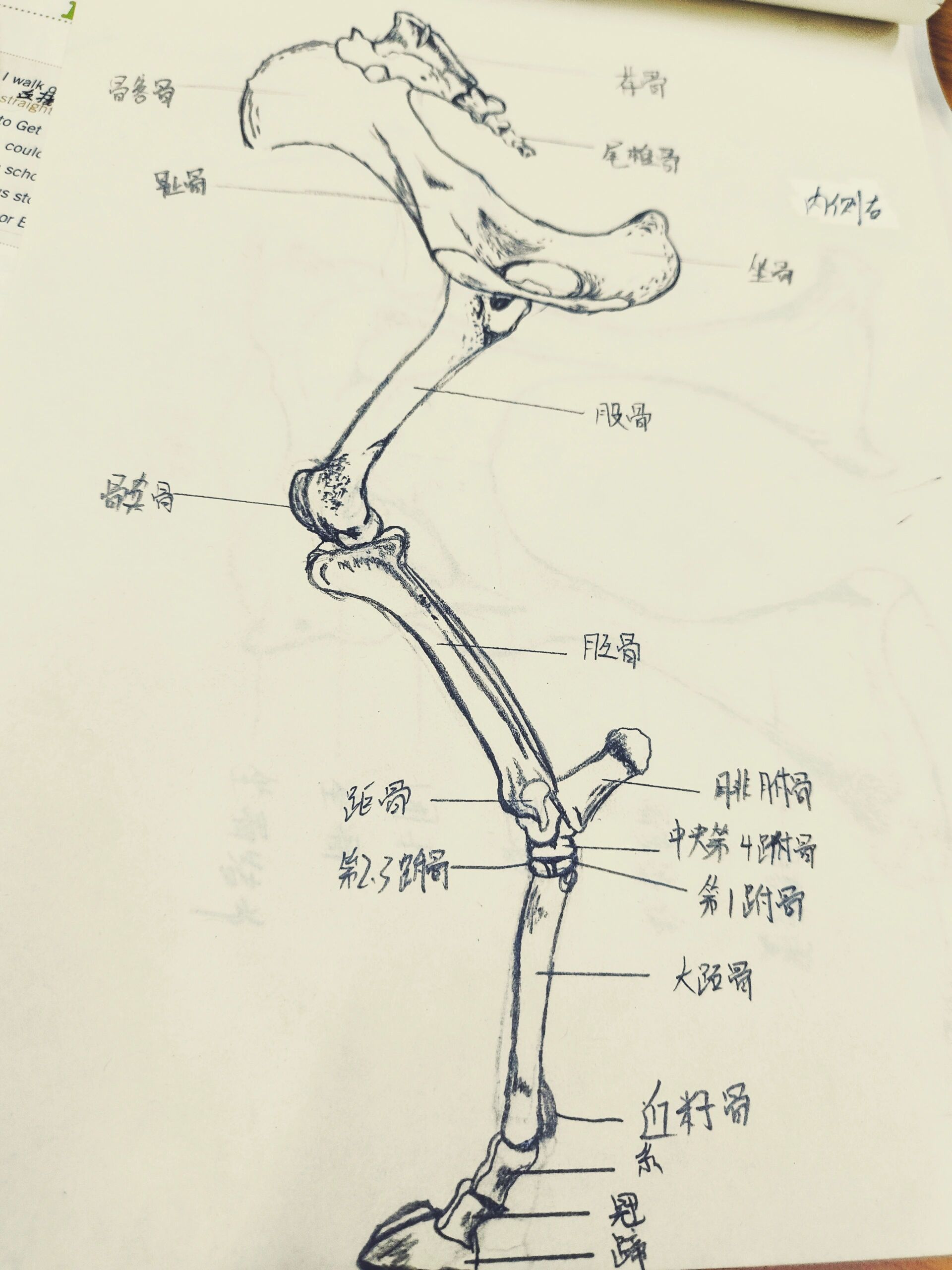 牛后腿骨骼手绘 