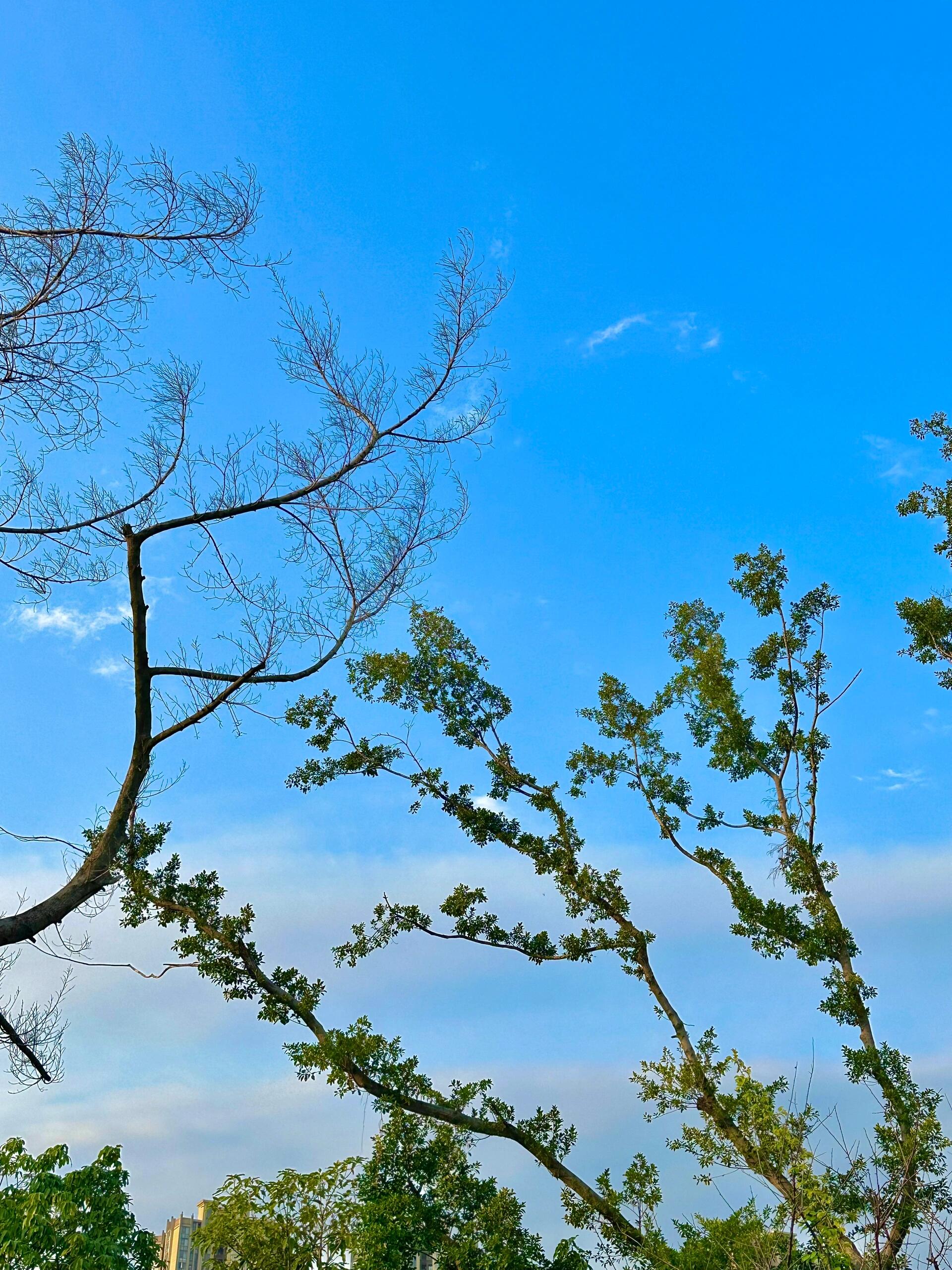 抬头,看树91分享手机里拍的树与天空live图