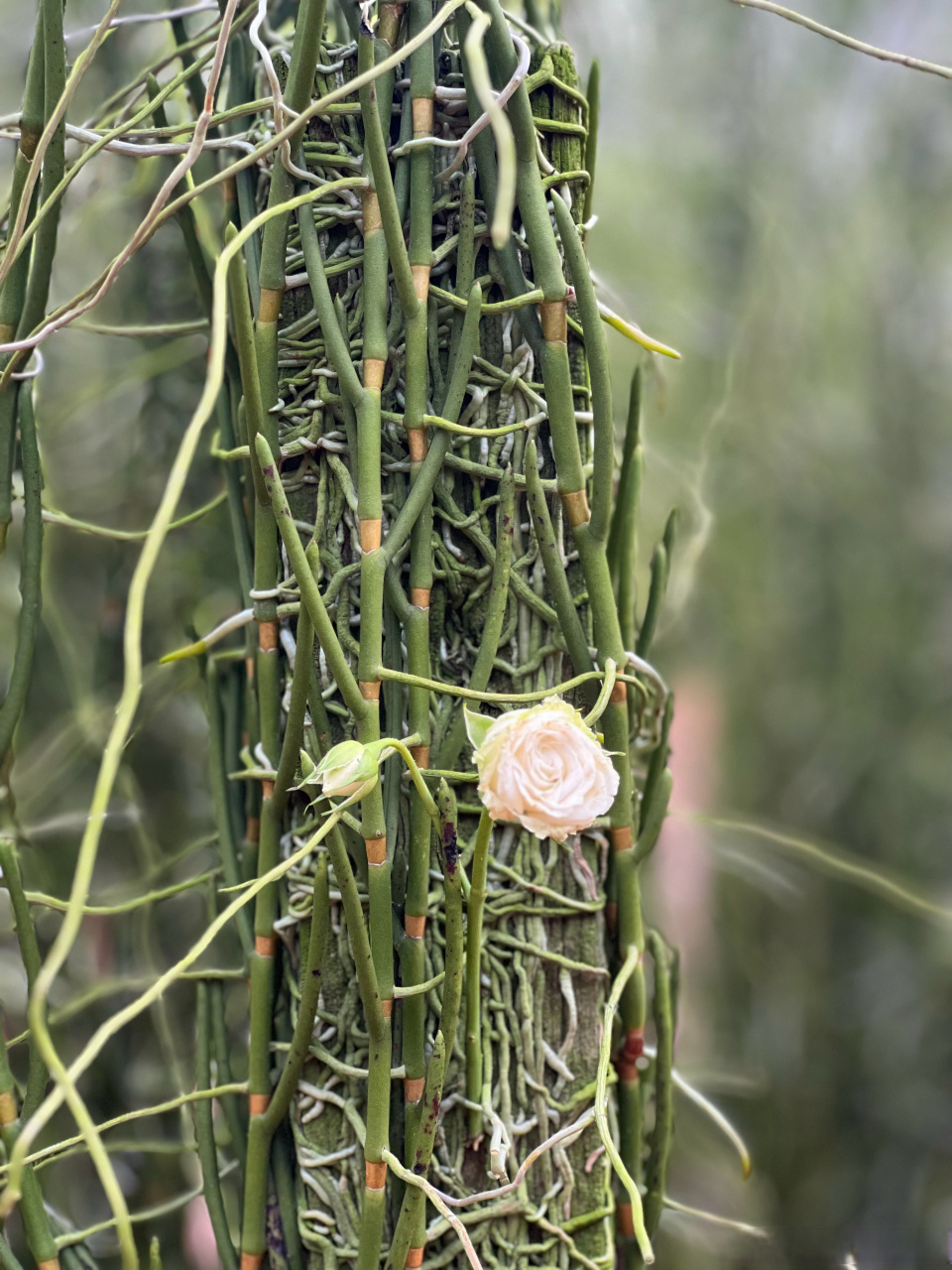 到处都是绿色… 好平静好快乐好好吃!