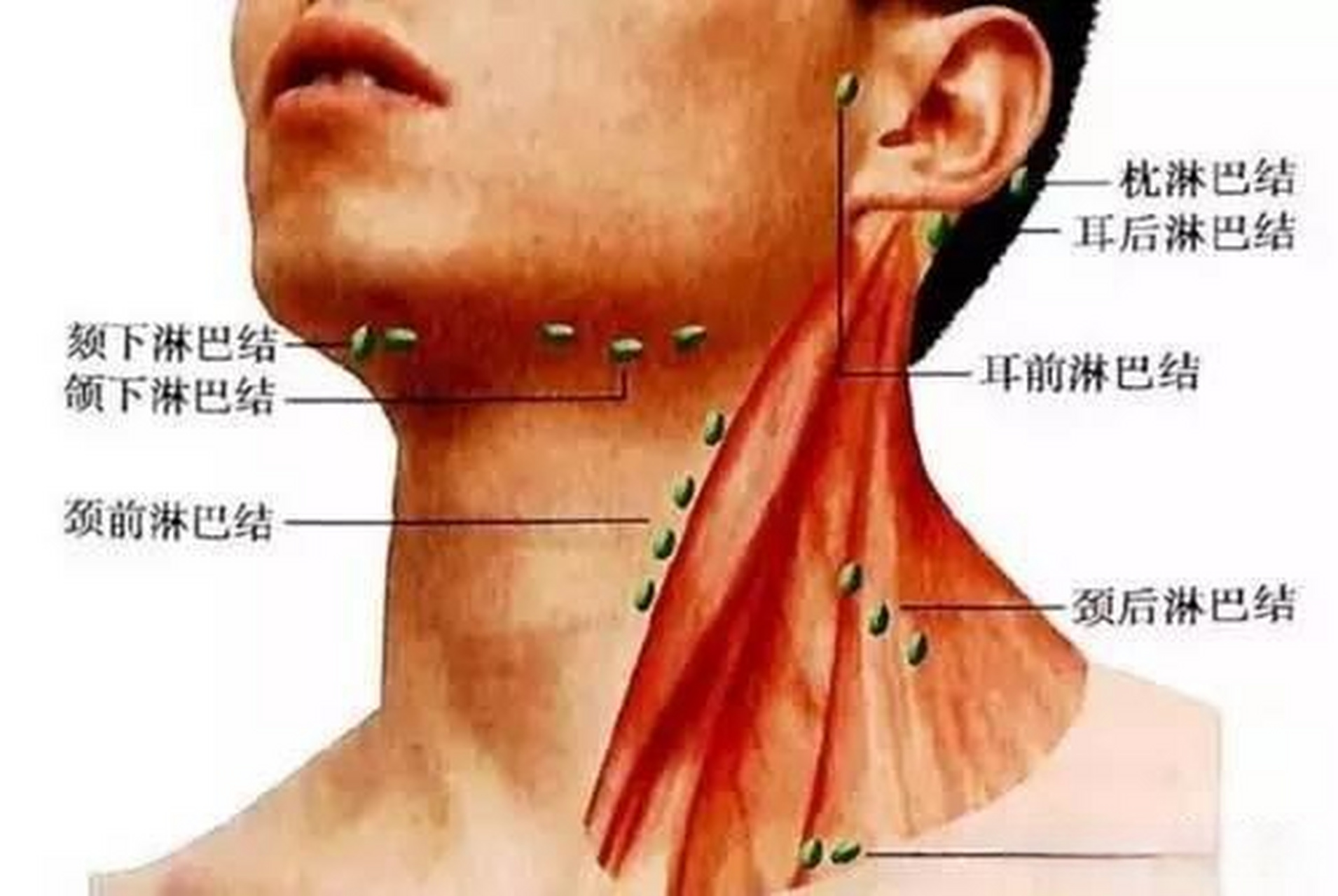 甲状腺癌术后是否需要放化疗?