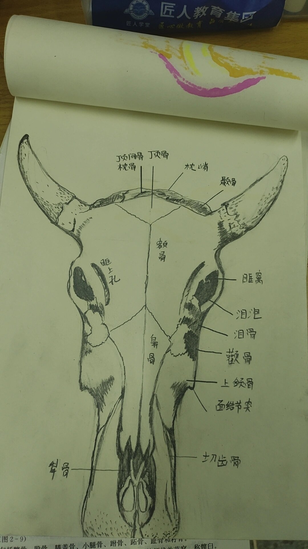 牛骨结构名称解剖图图片