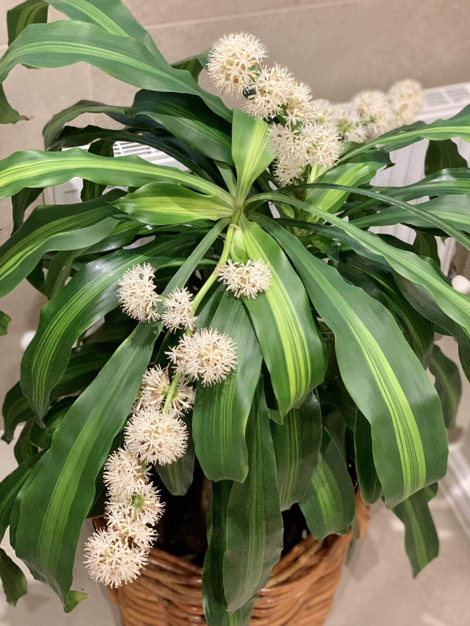 活久见—巴西木开花 告别2022的最后几天里,巴西木(dracaena fragrans