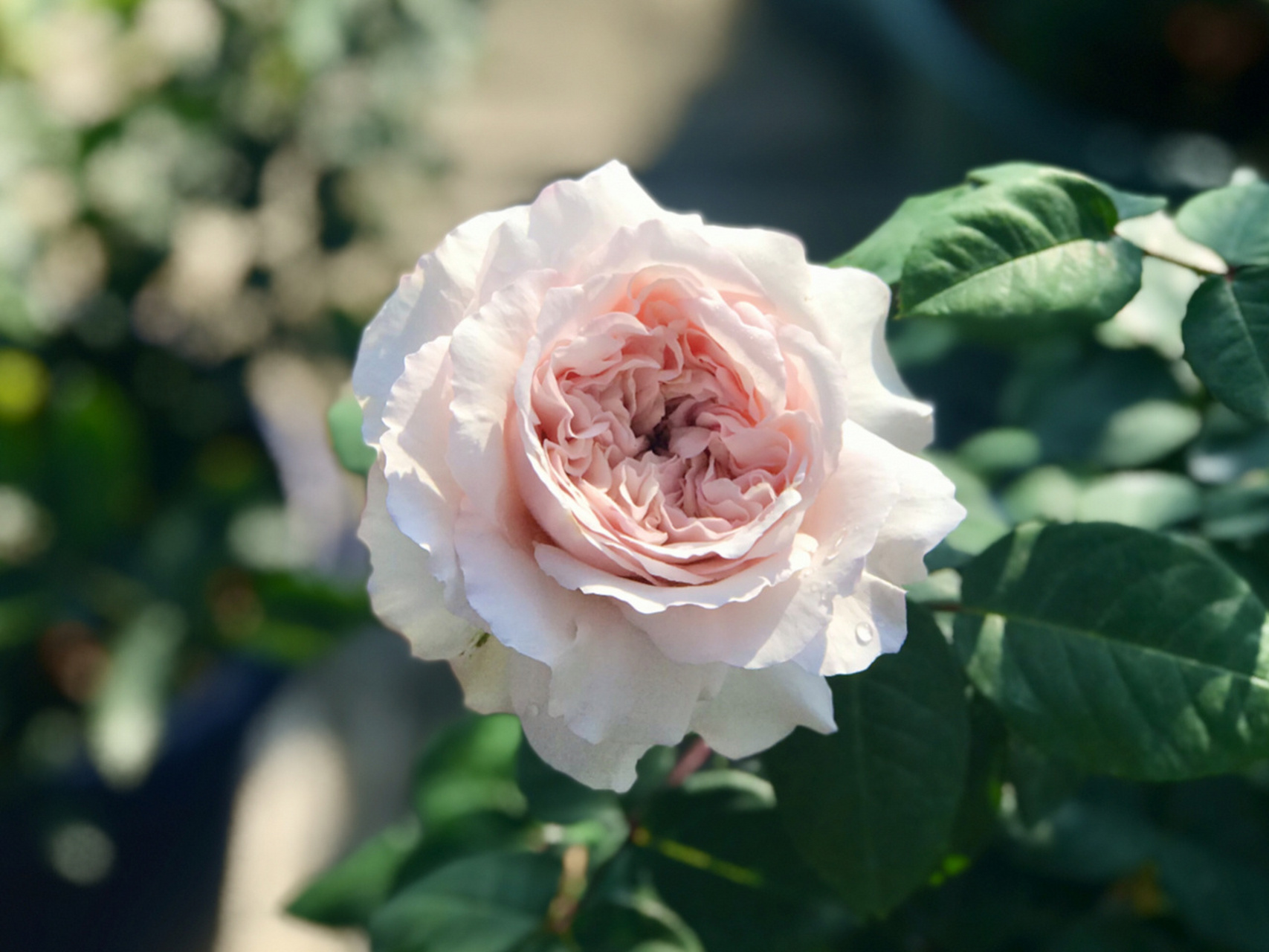 伊芙香草草莓月季图片