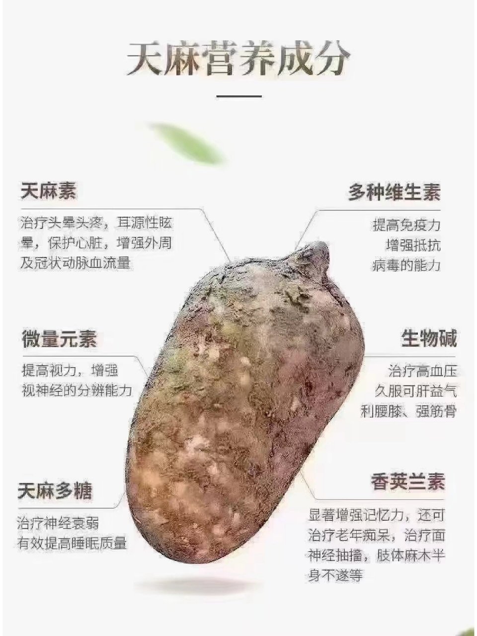 吃天麻有什么好处图片