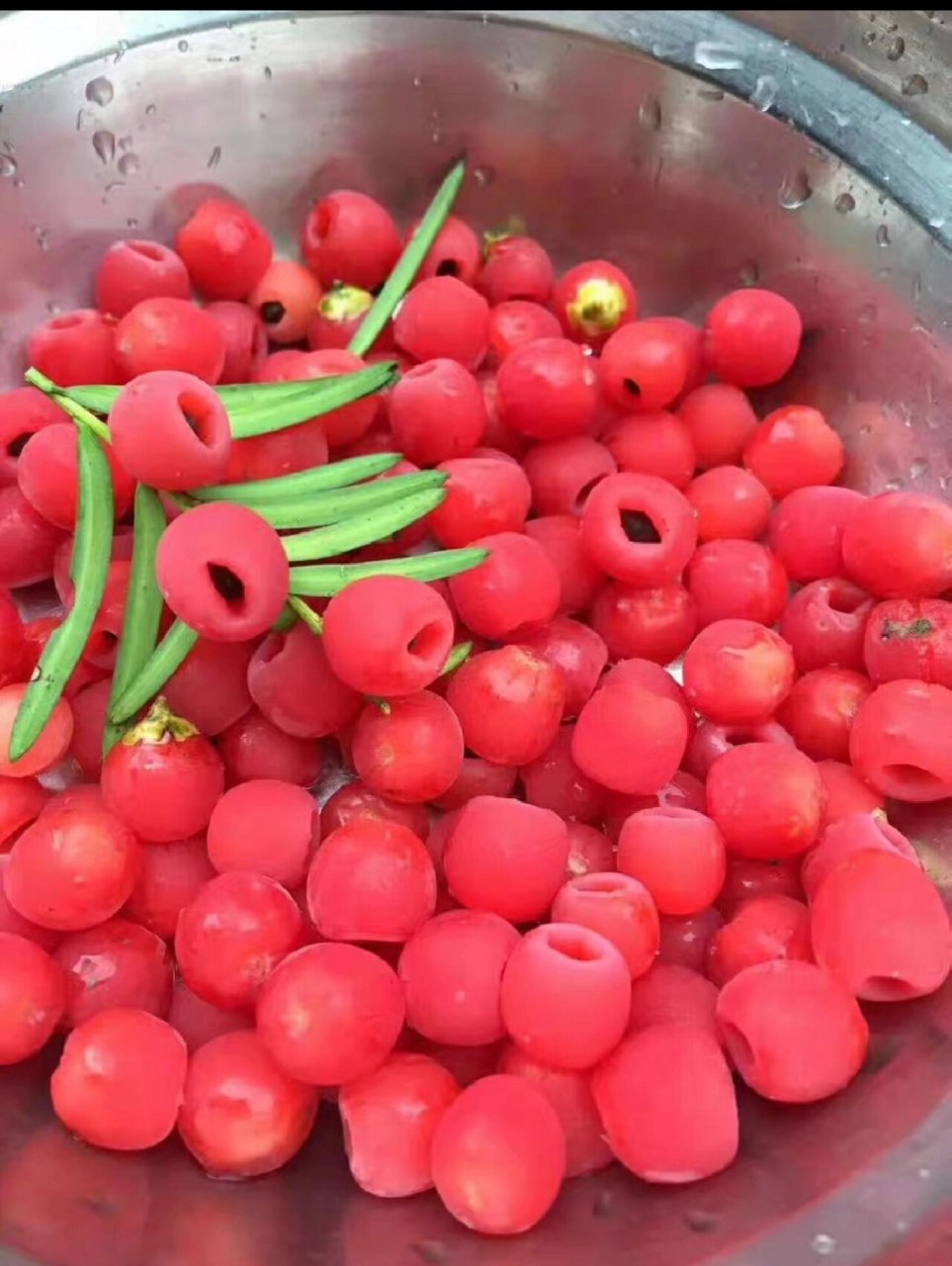 它含有一 红豆杉干果,红豆杉果实,鲜果.