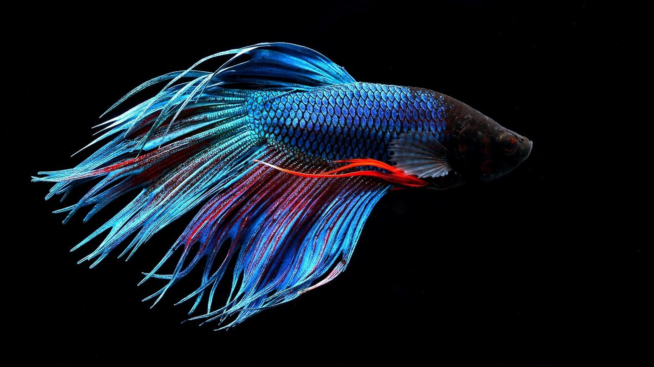 带娃认识100种鱼类4-五彩搏鱼 五彩搏鱼(betta splendens)鲈形目斗鱼