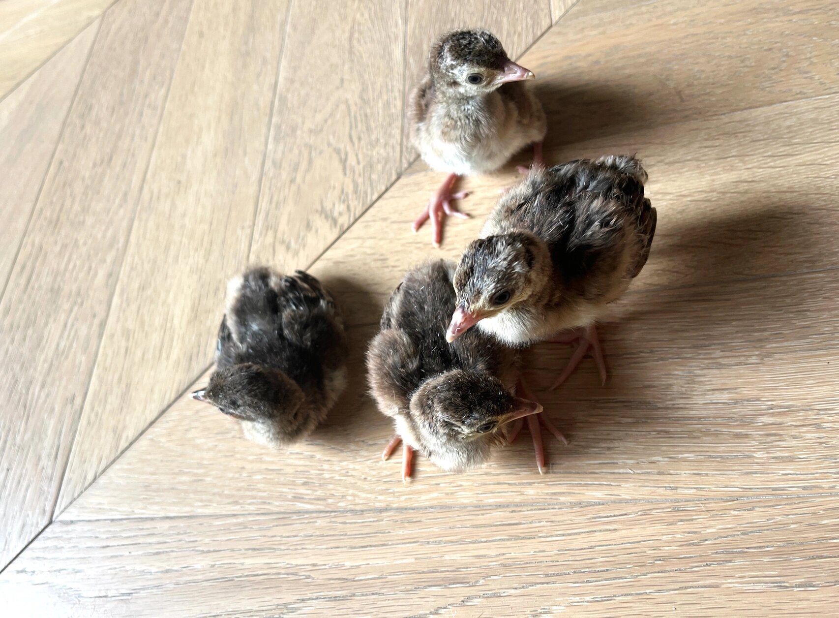 小孔雀出生第一日 太可爱了 小孔雀和想象中的完全不一样,笨笨的,没有