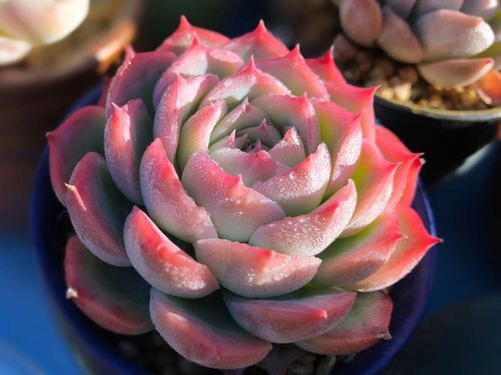 喜欢带红边的多肉就养一盆侧影 好养不徒长 侧影很多花友养了也就短短