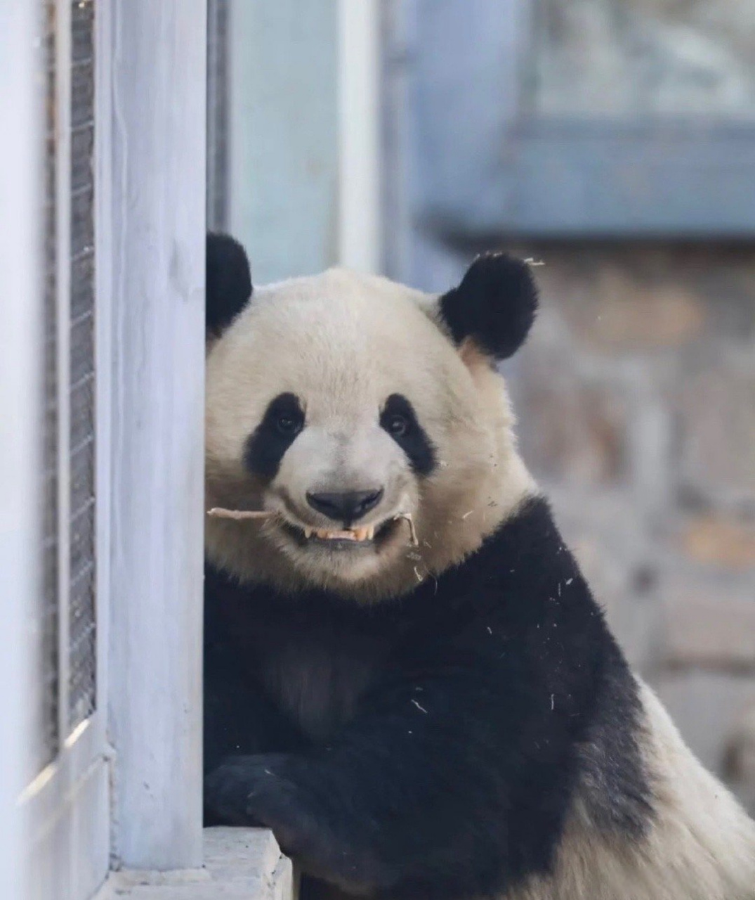 大熊猫萌兰# 么么儿是萌娃扮演的吧?