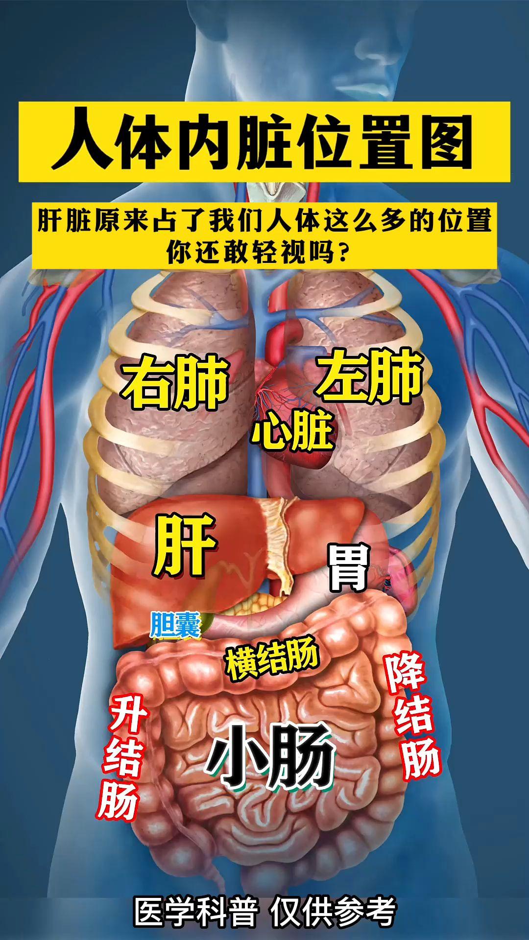 人身图解心肝肺的位置图片