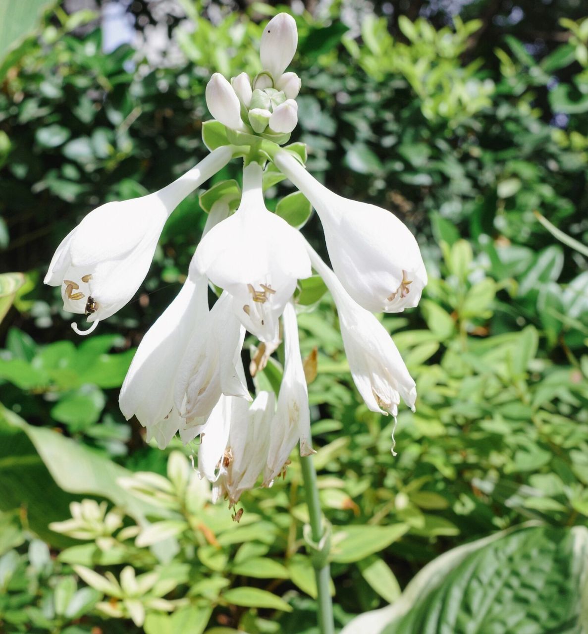 白玉簪诗词 玉簪 王安石 〔宋代〕 瑶池仙子宴流霞,醉里遗簪幻作花.